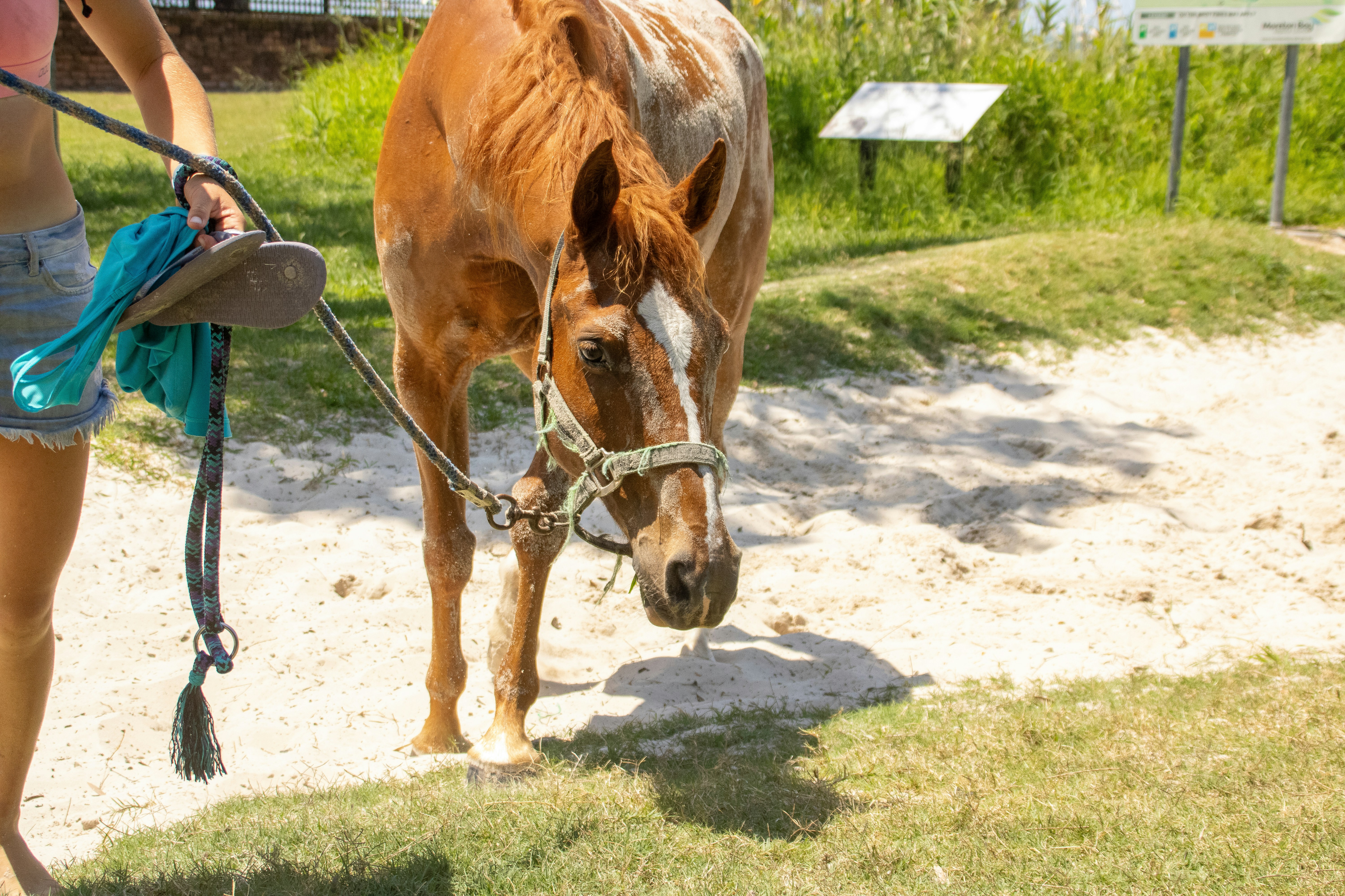 A woman walking a horse on a leash