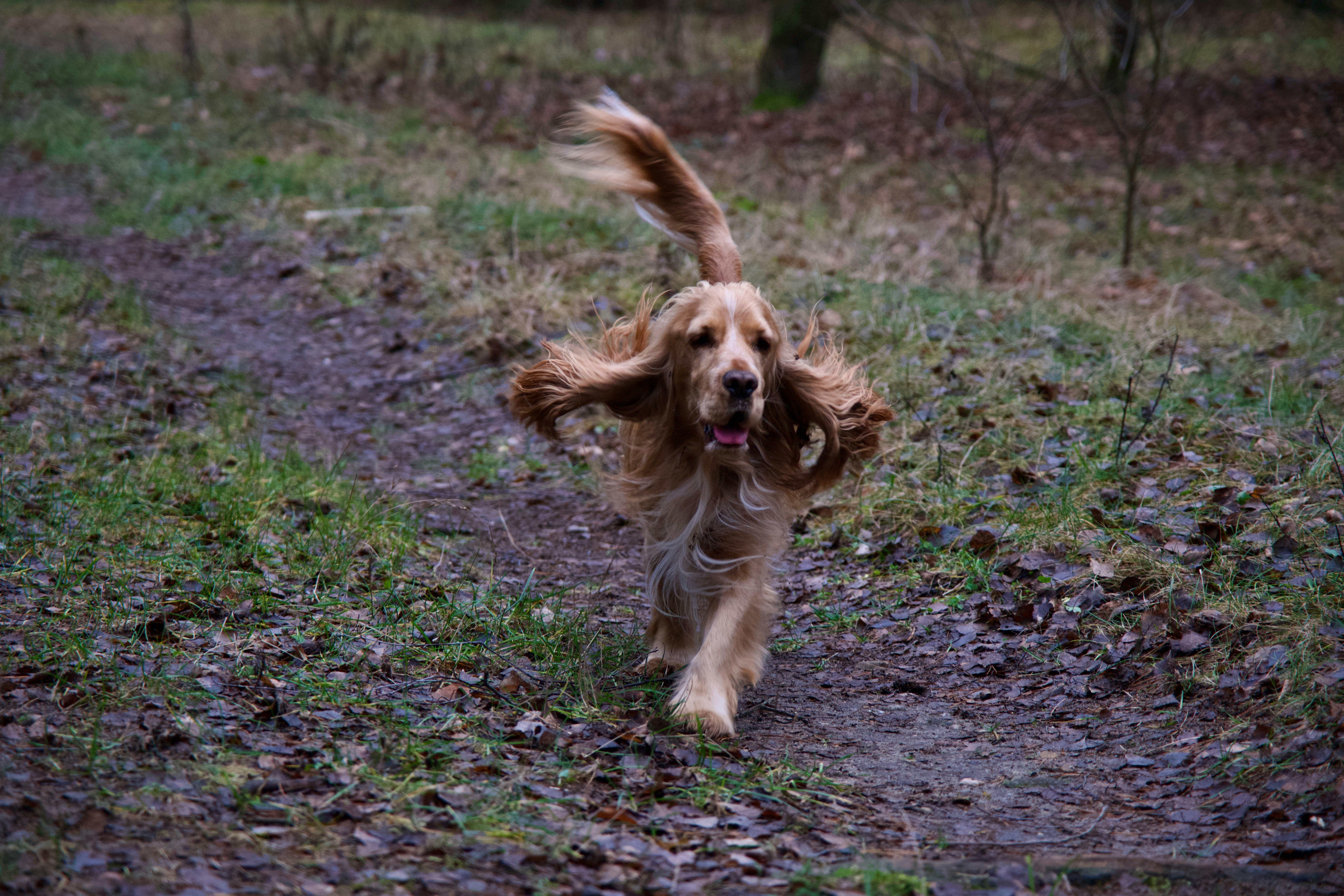 A dog running through the woods with a frisbee in its mouth