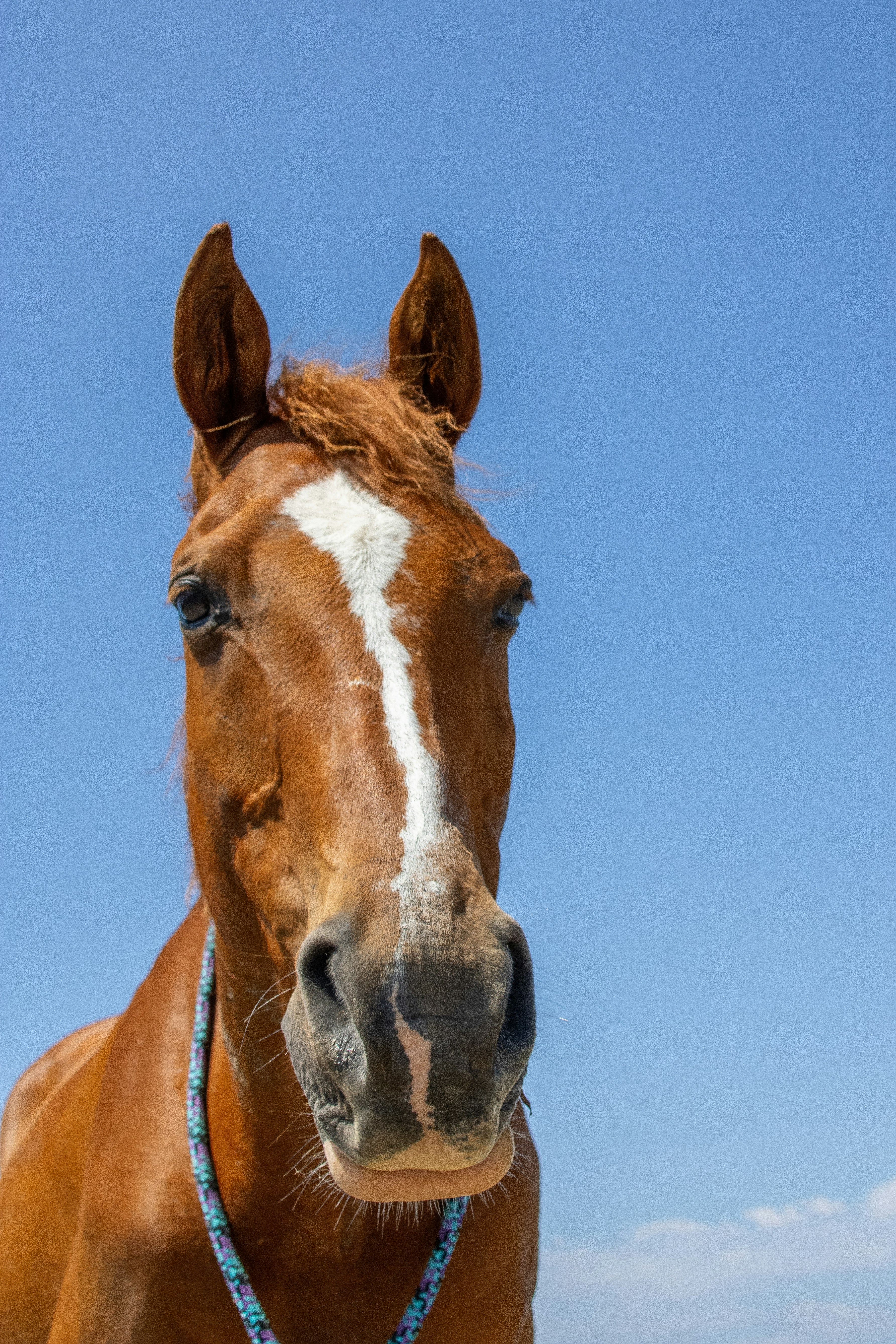 A brown horse standing on top of a lush green field