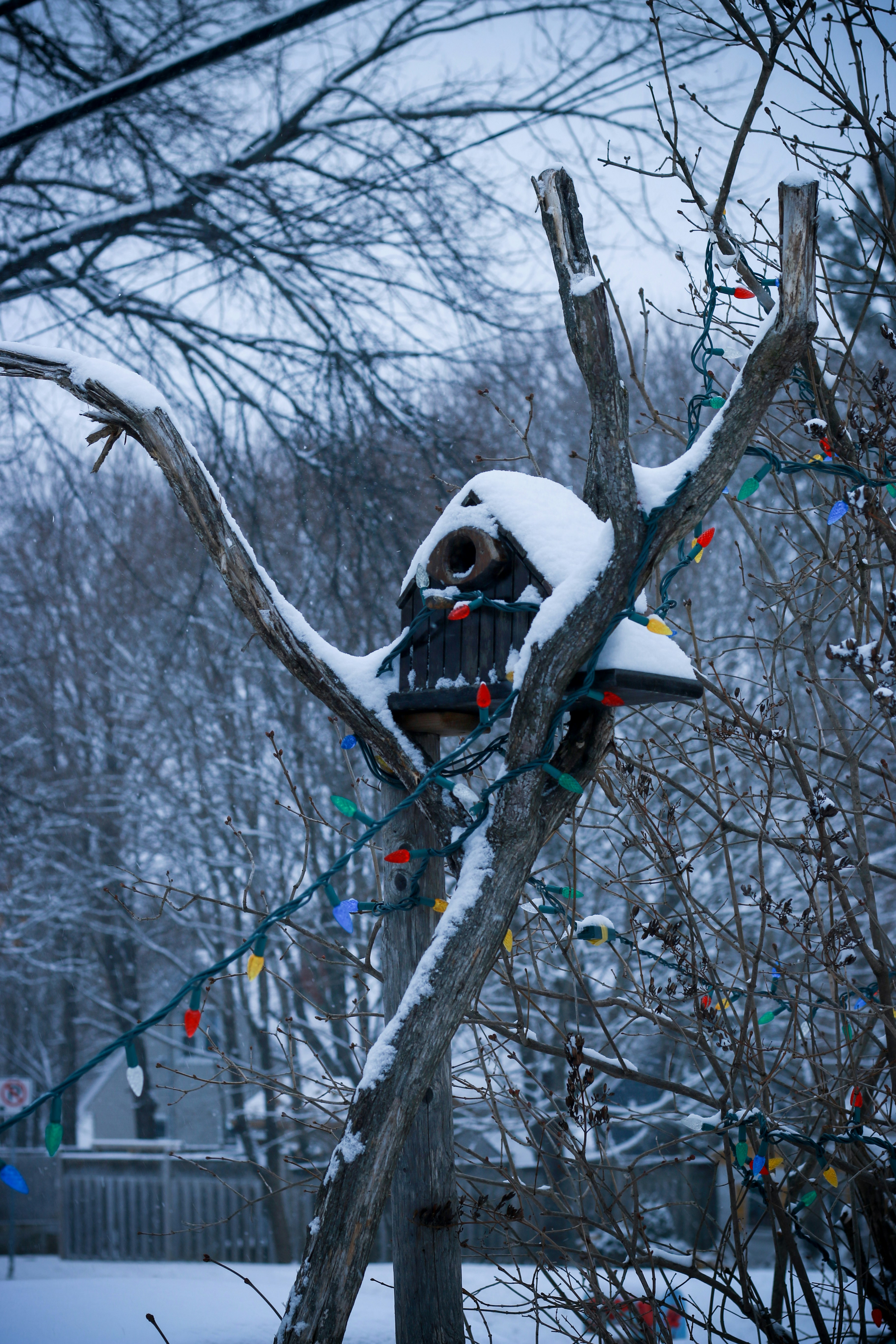 A bird house in a tree covered in snow