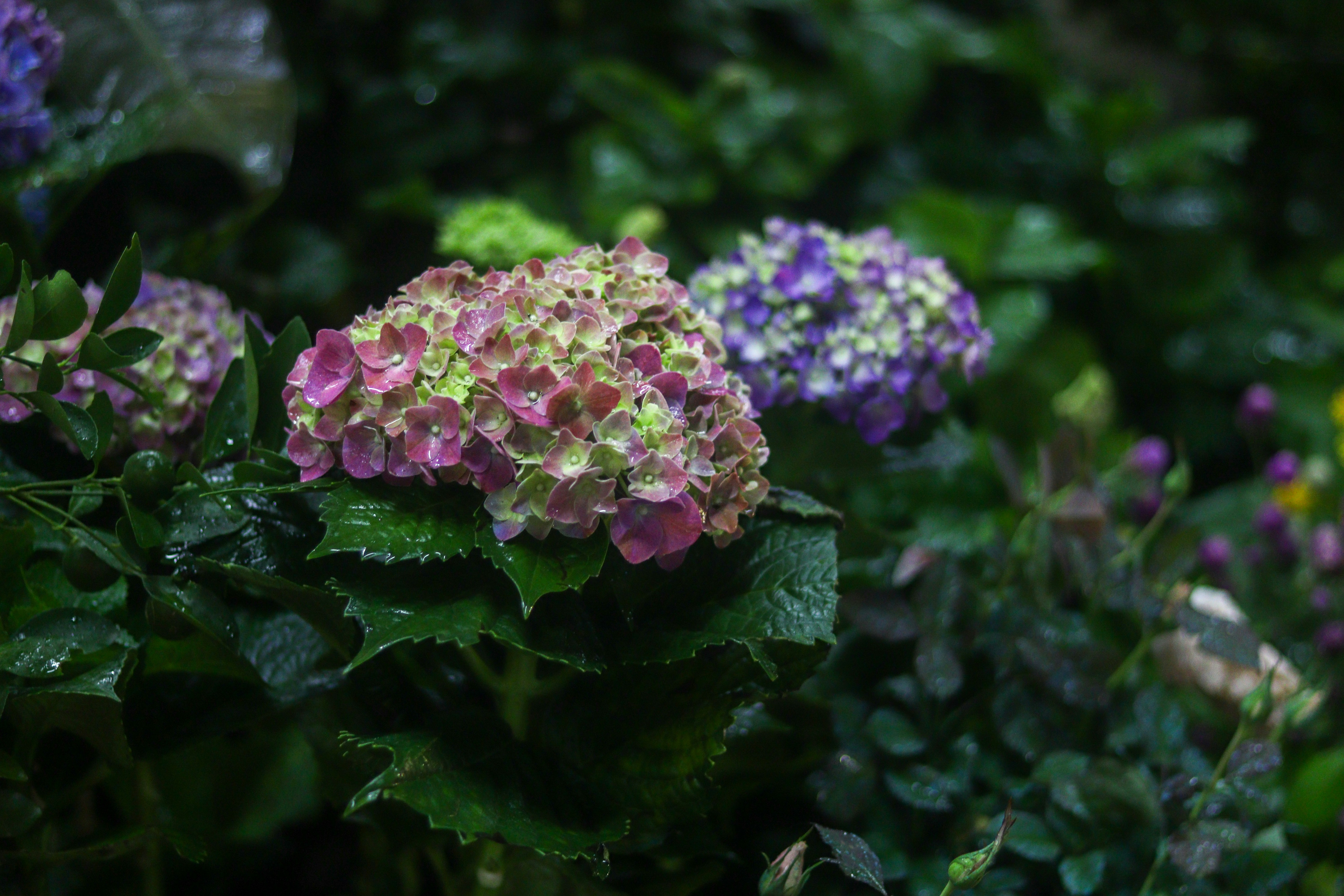 Photo by nerushi