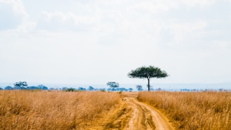 A dirt road in the middle of a field