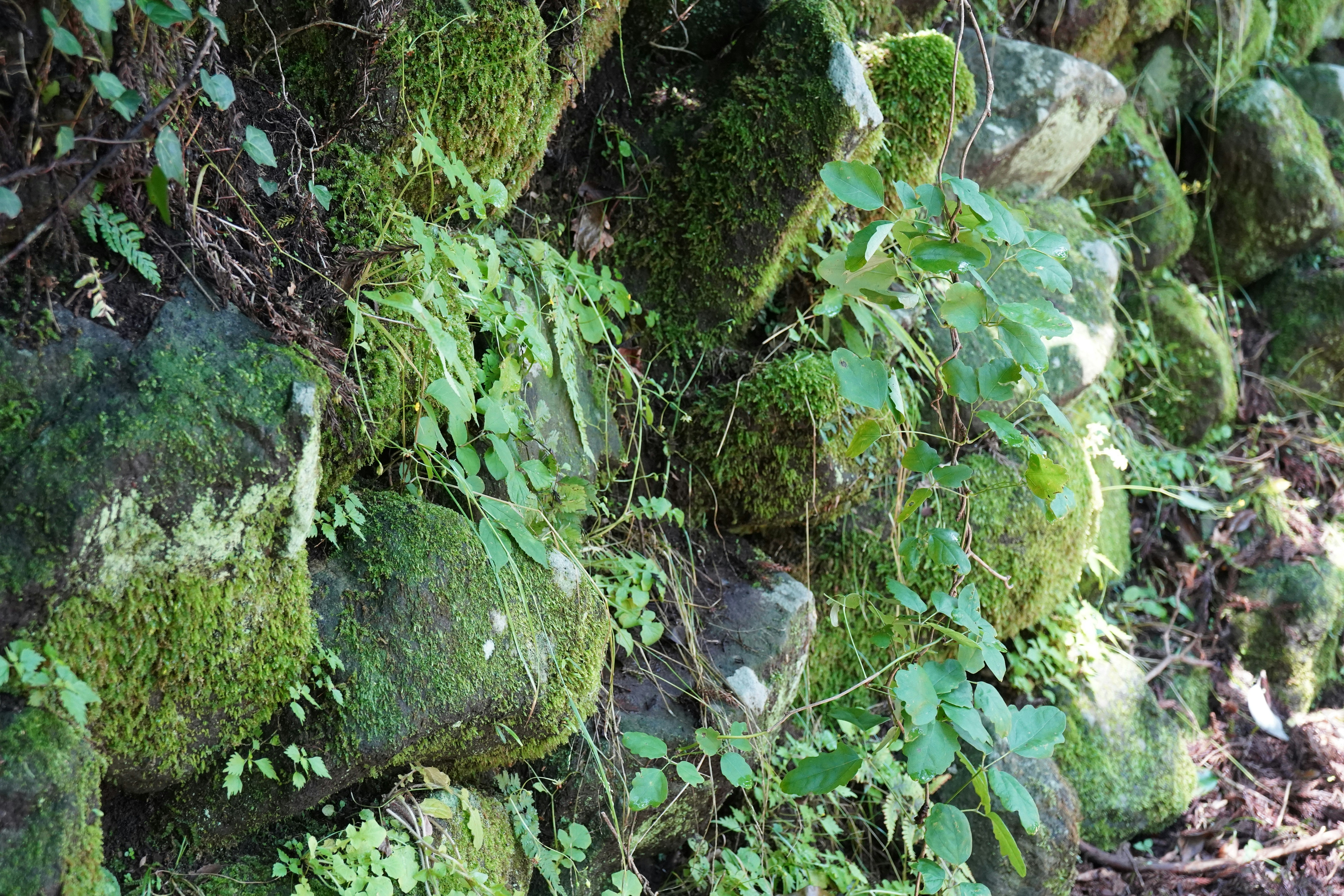 A bunch of moss growing on the side of a wall
