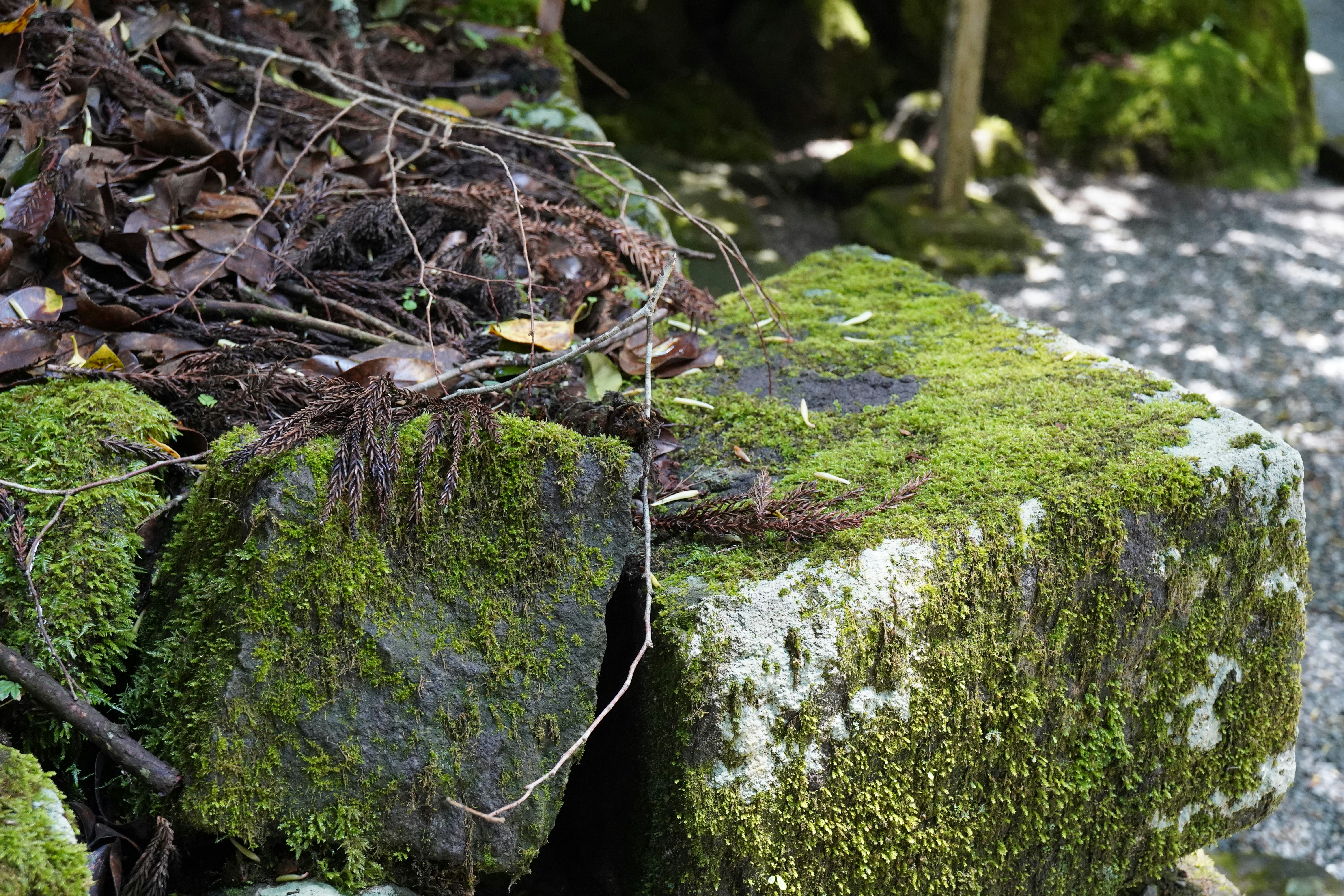 A mossy rock in the middle of a stream
