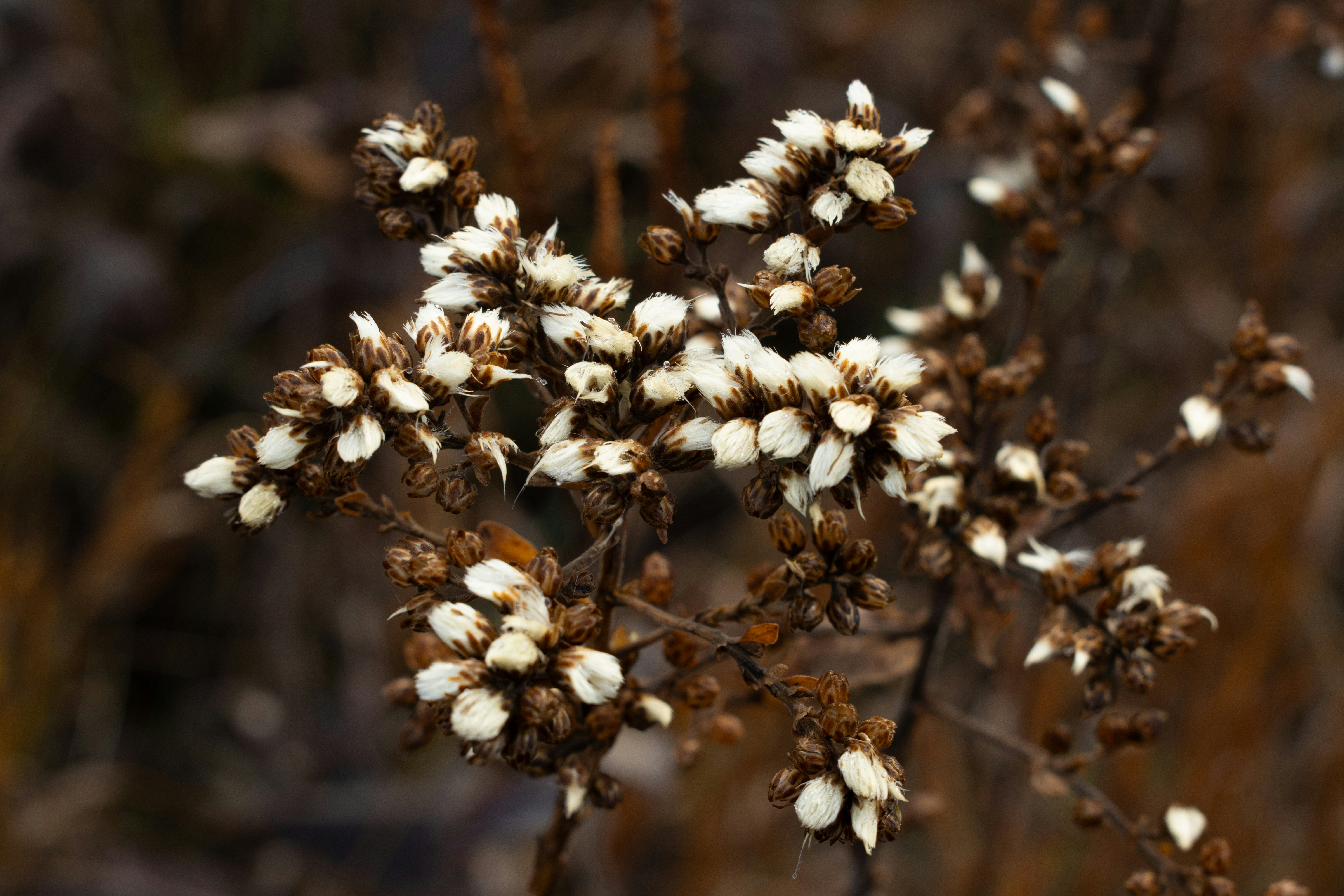 A close up of a plant with white flowers