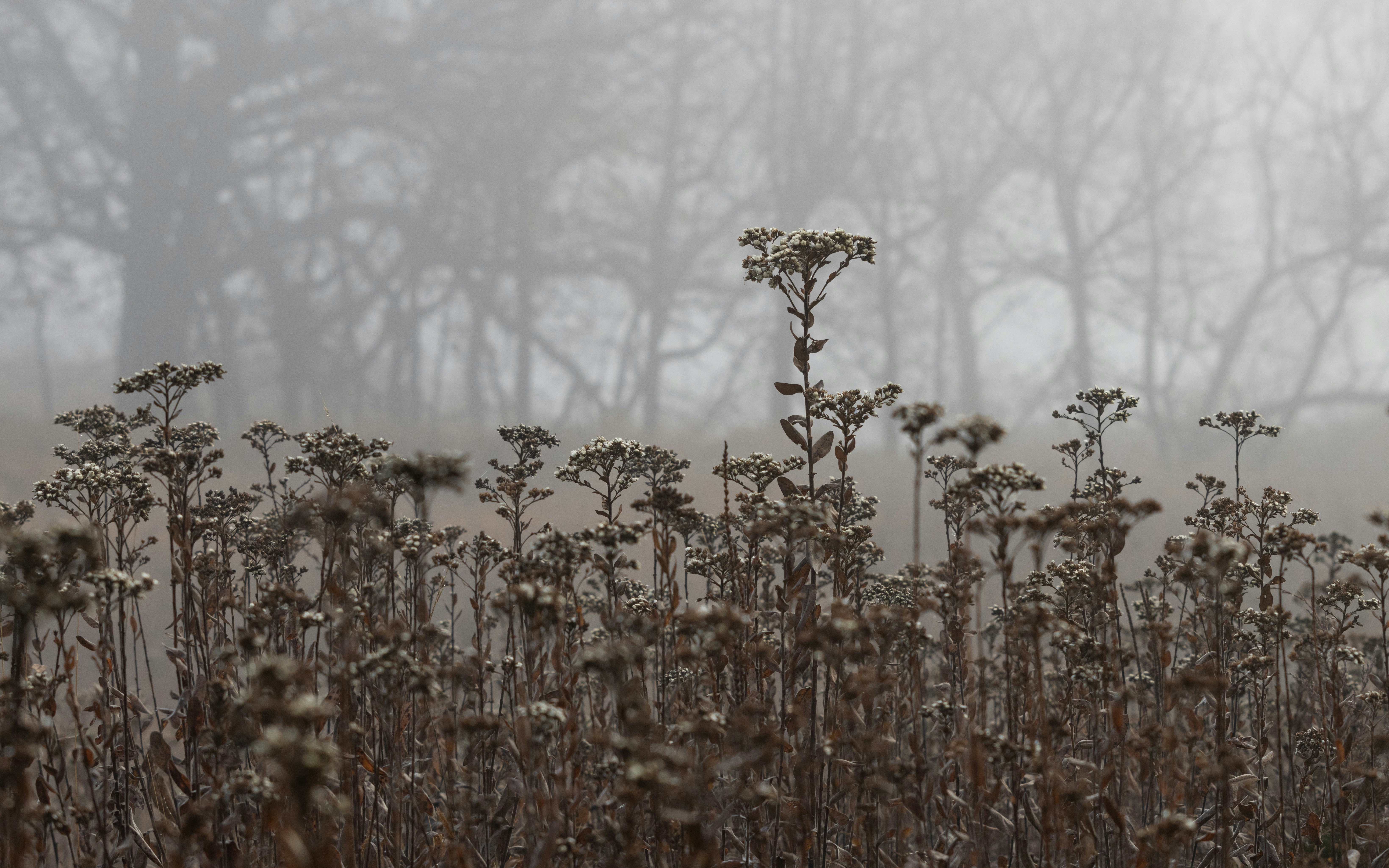 A foggy field with trees in the background