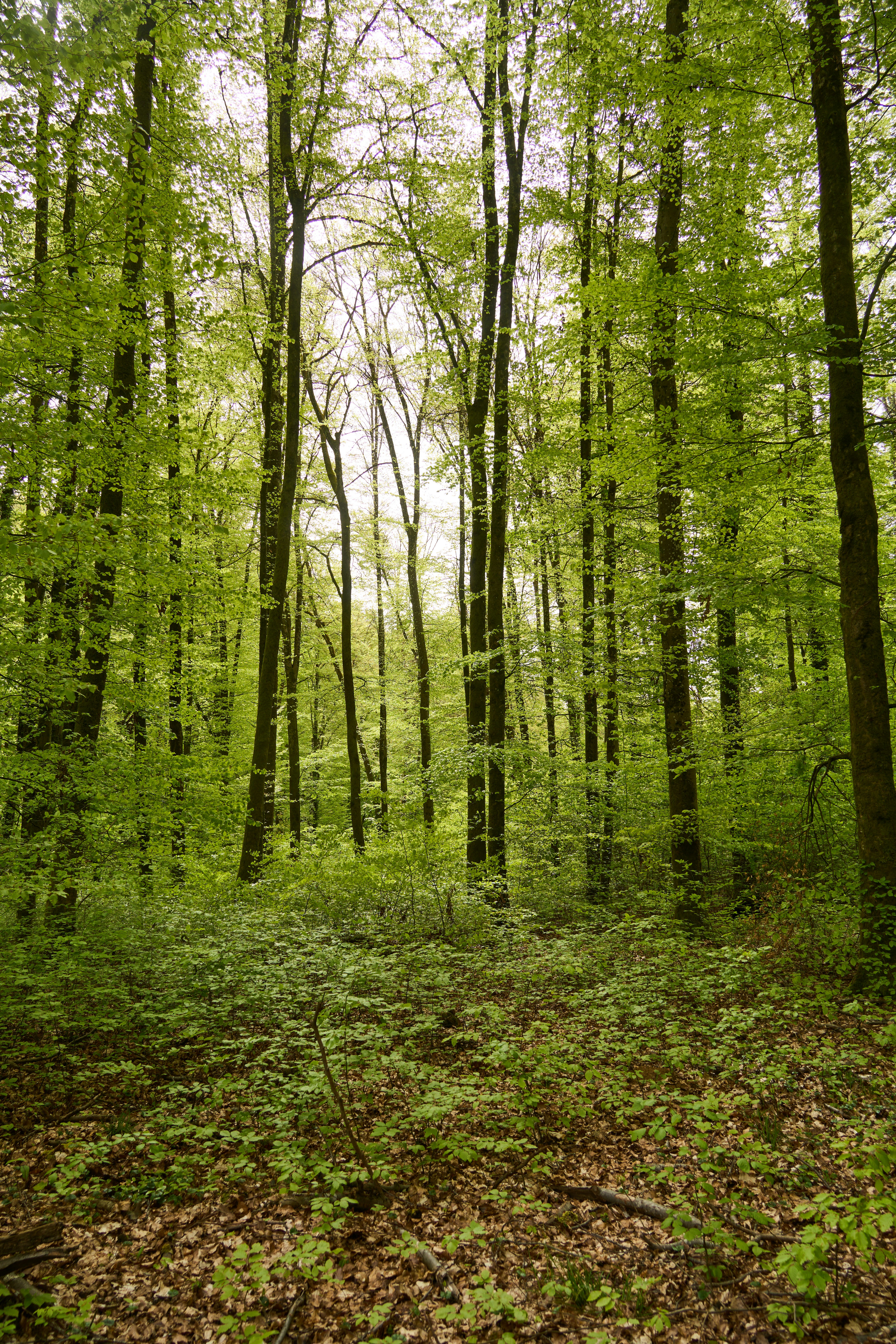 Photo by wolfgang_hasselmann