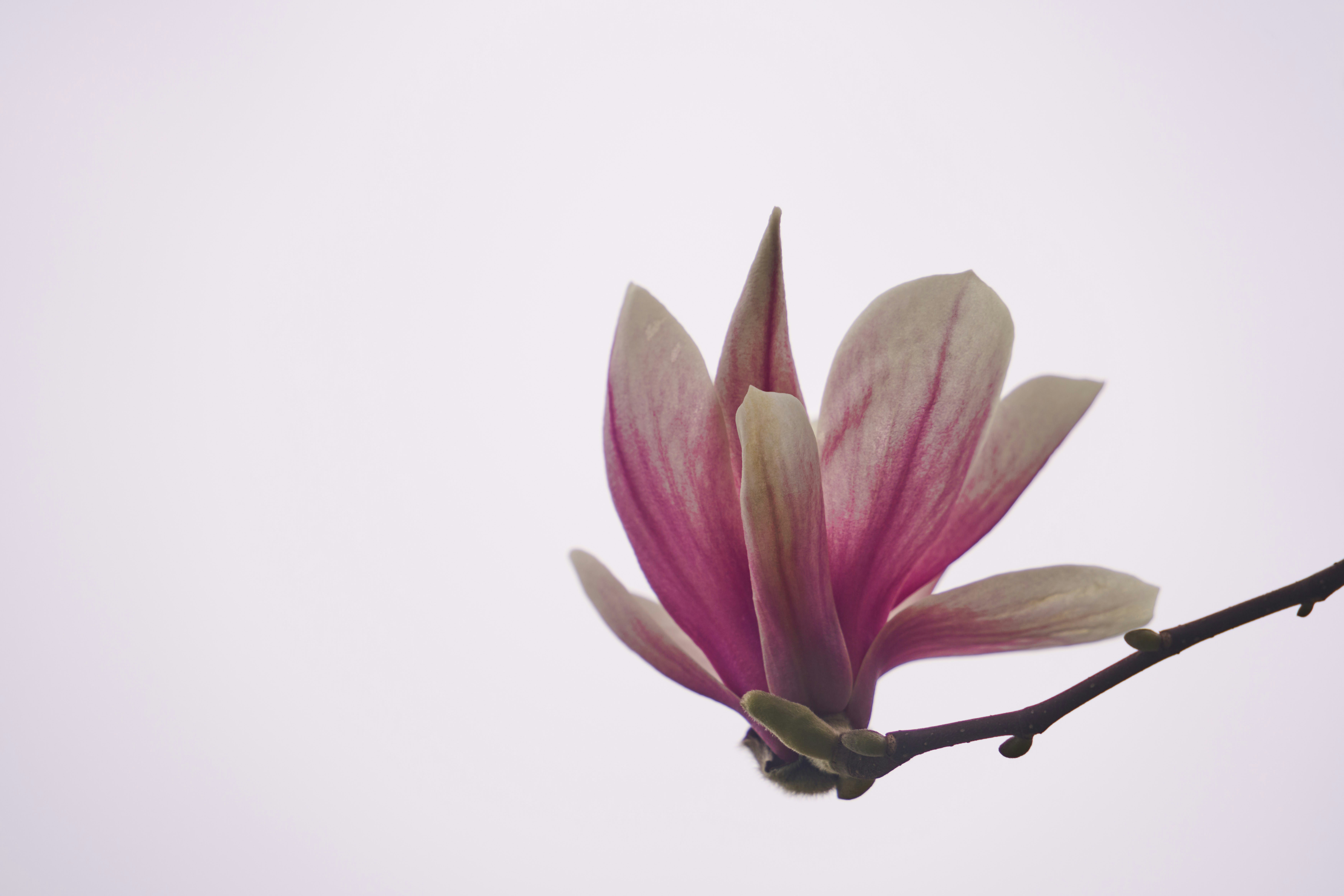 Photo by wolfgang_hasselmann