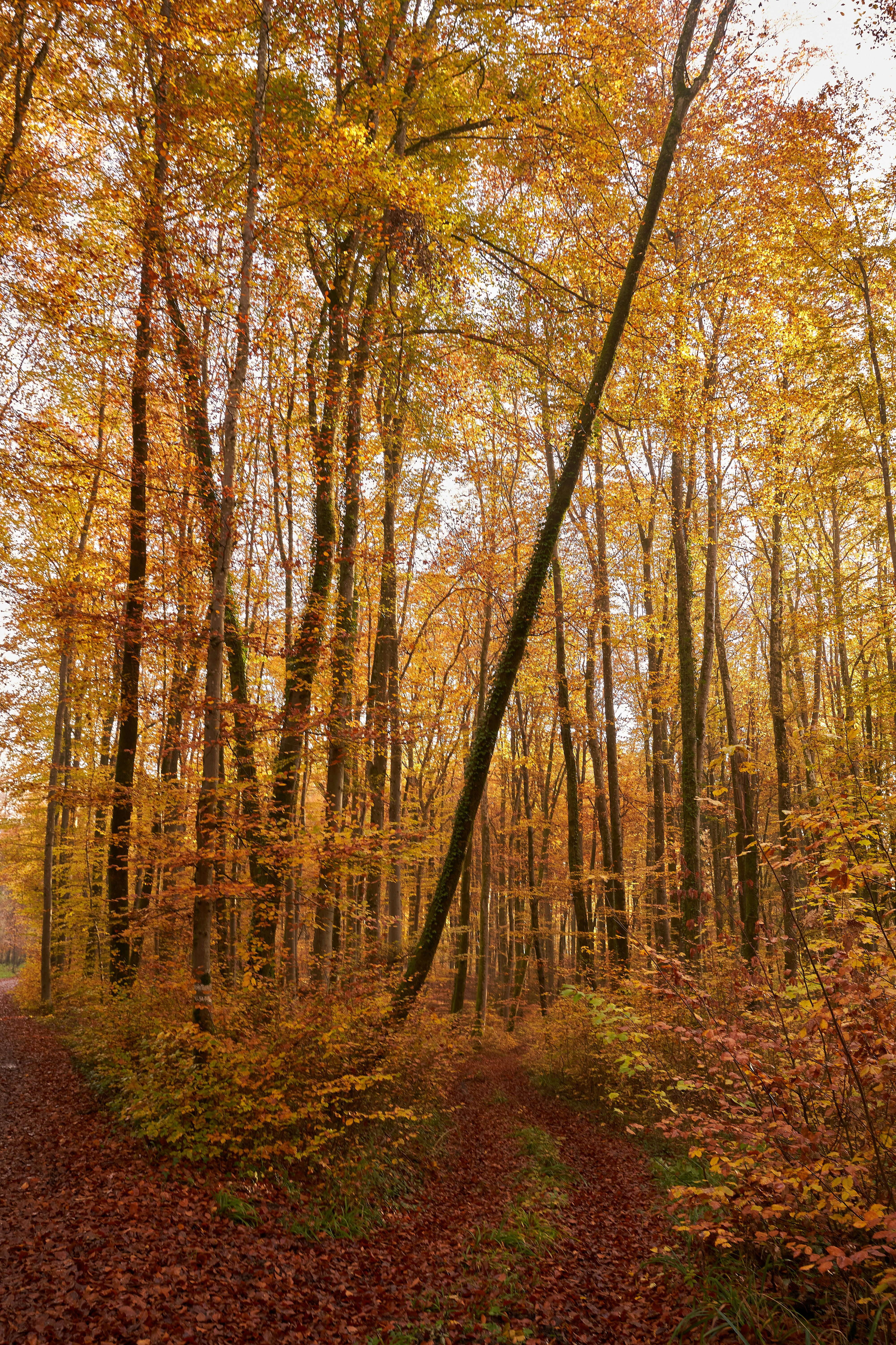 Photo by wolfgang_hasselmann