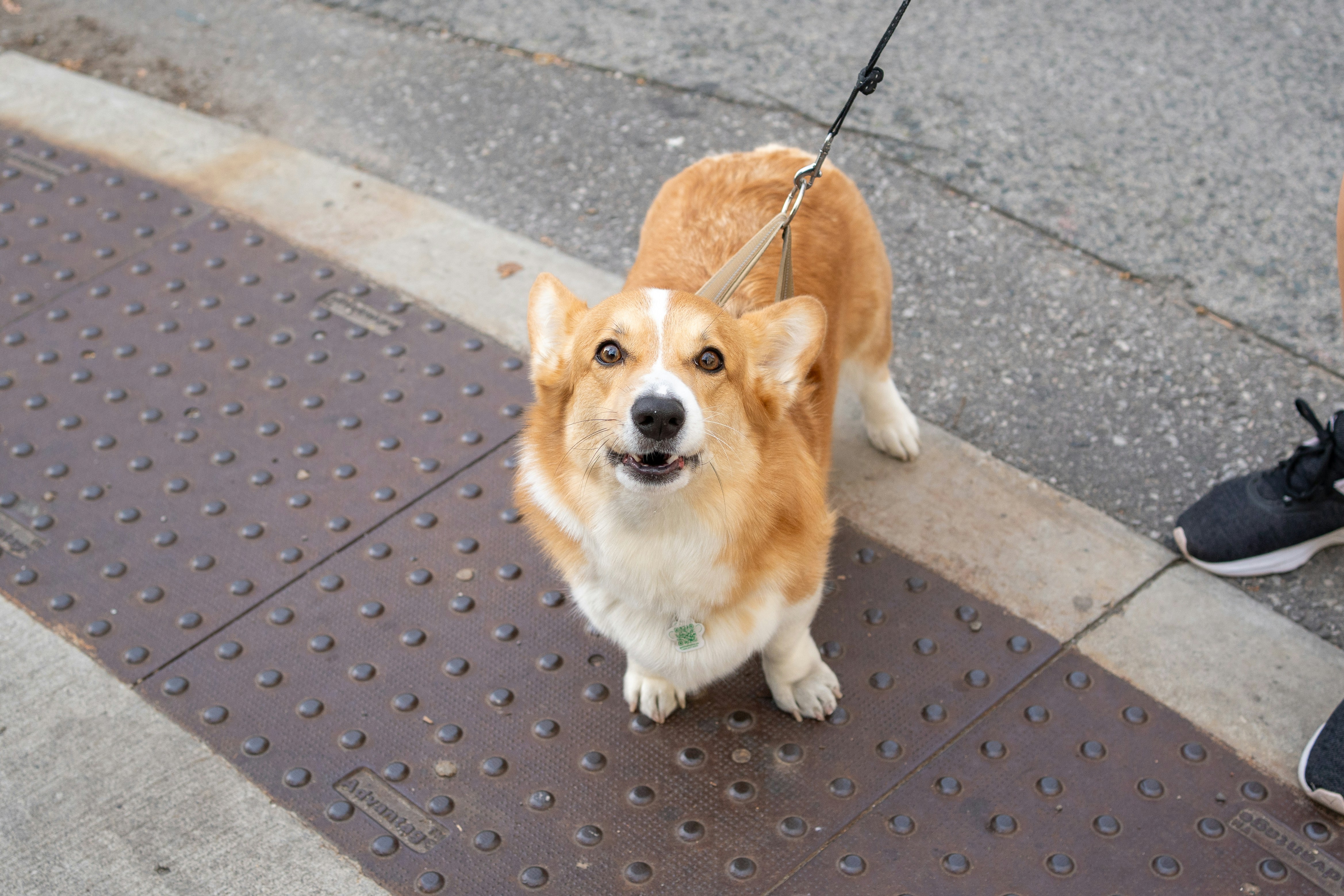 Track Your Dog’s Cognitive Clues with Physical Movement