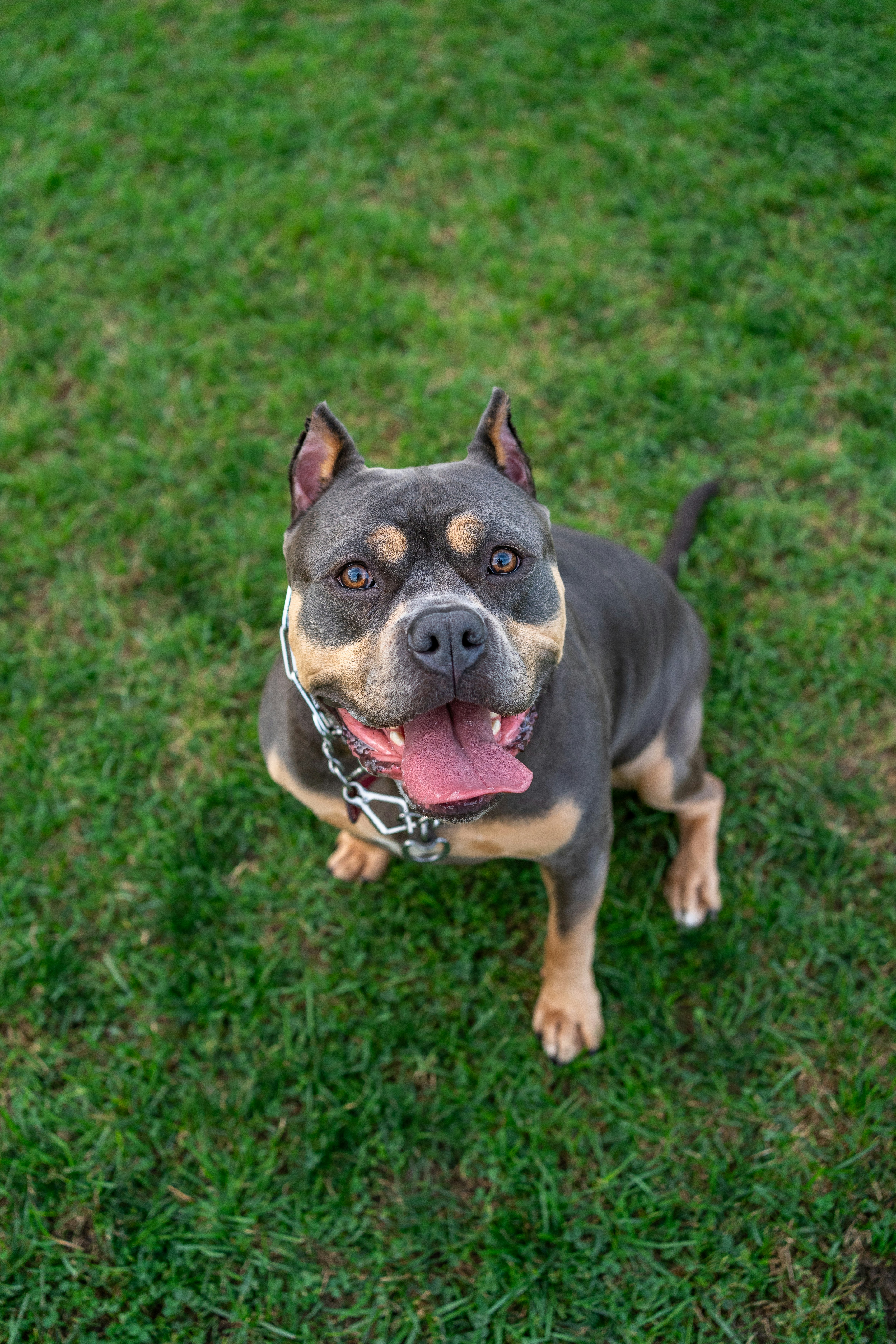 A brown and black dog sitting on top of a lush green field photo – Free ...
