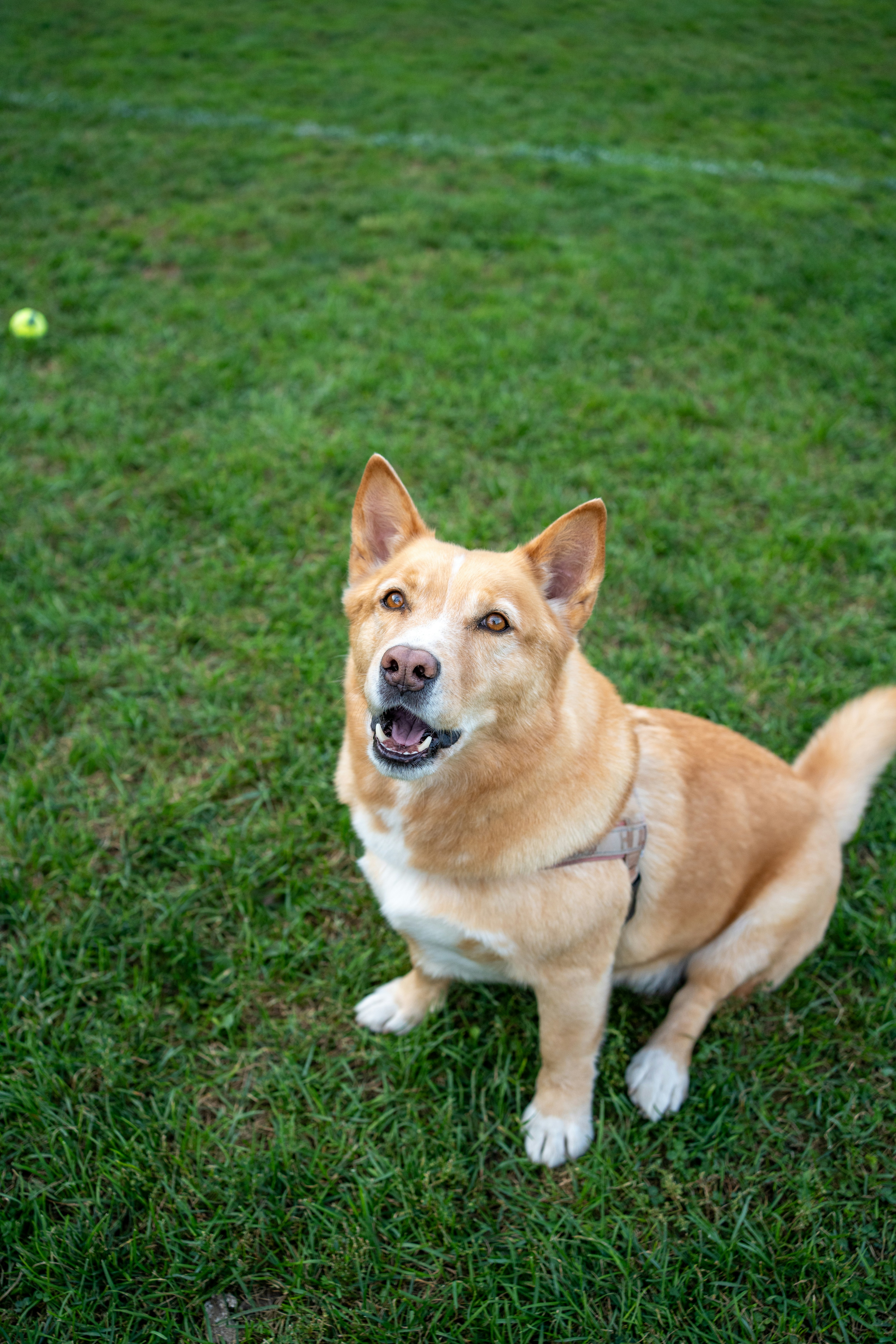 A brown dog sitting on top of a lush green field photo – Free Dog Image ...