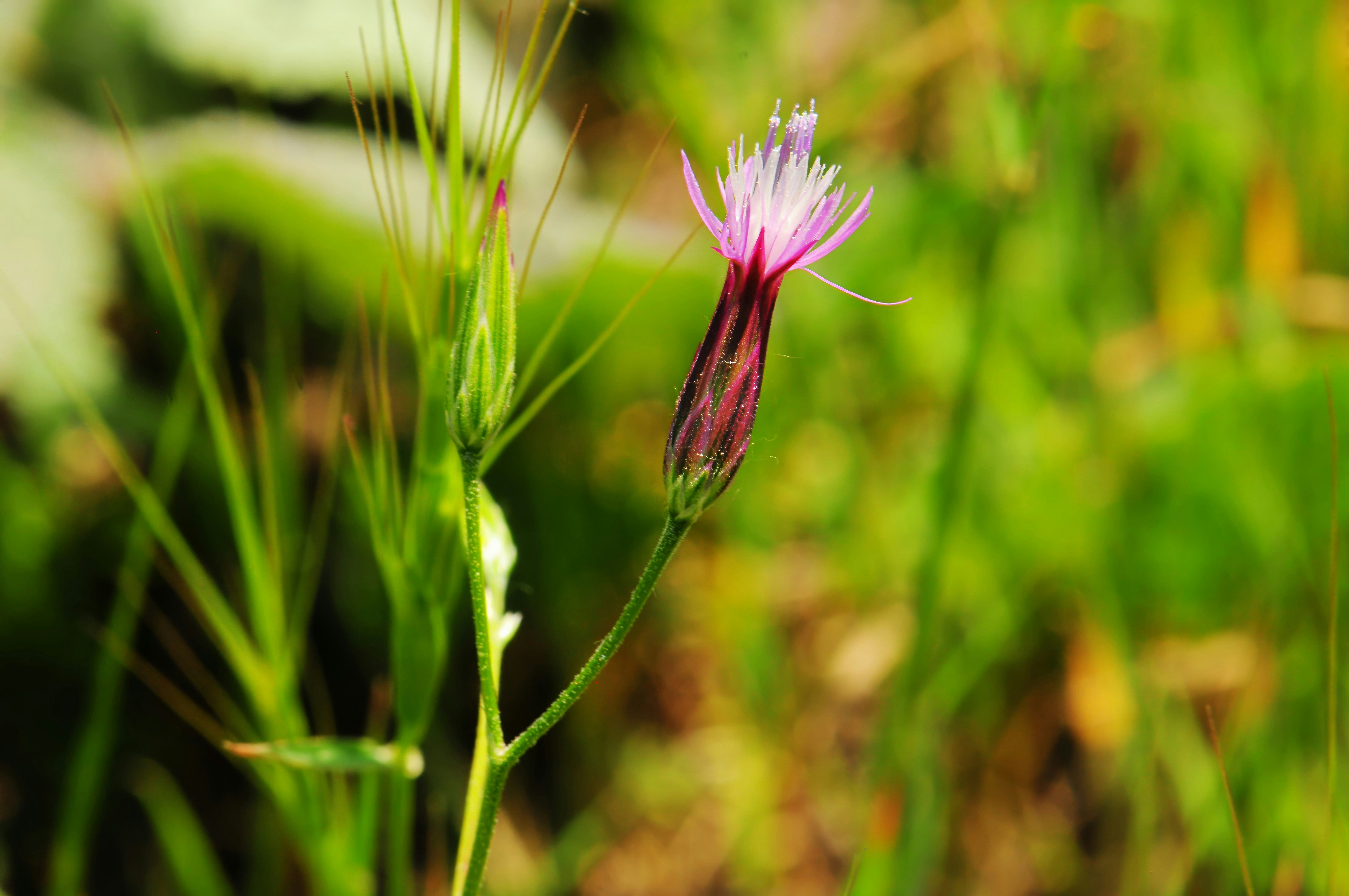 Photo by umuthasanoglu