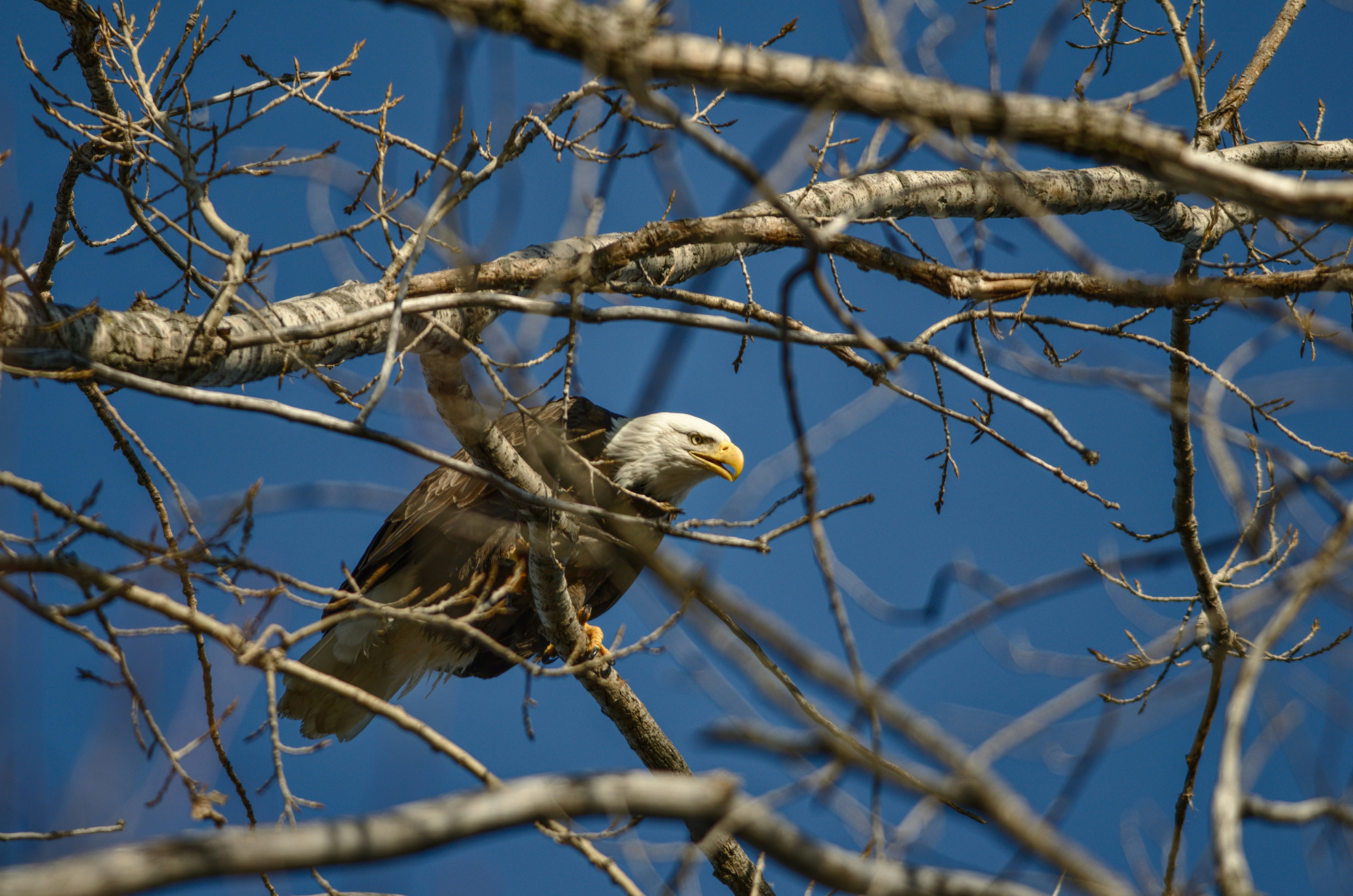 A bald eagle perched on a tree branch