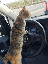 A cat sitting on the dashboard of a car