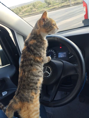 A cat sitting on the dashboard of a car