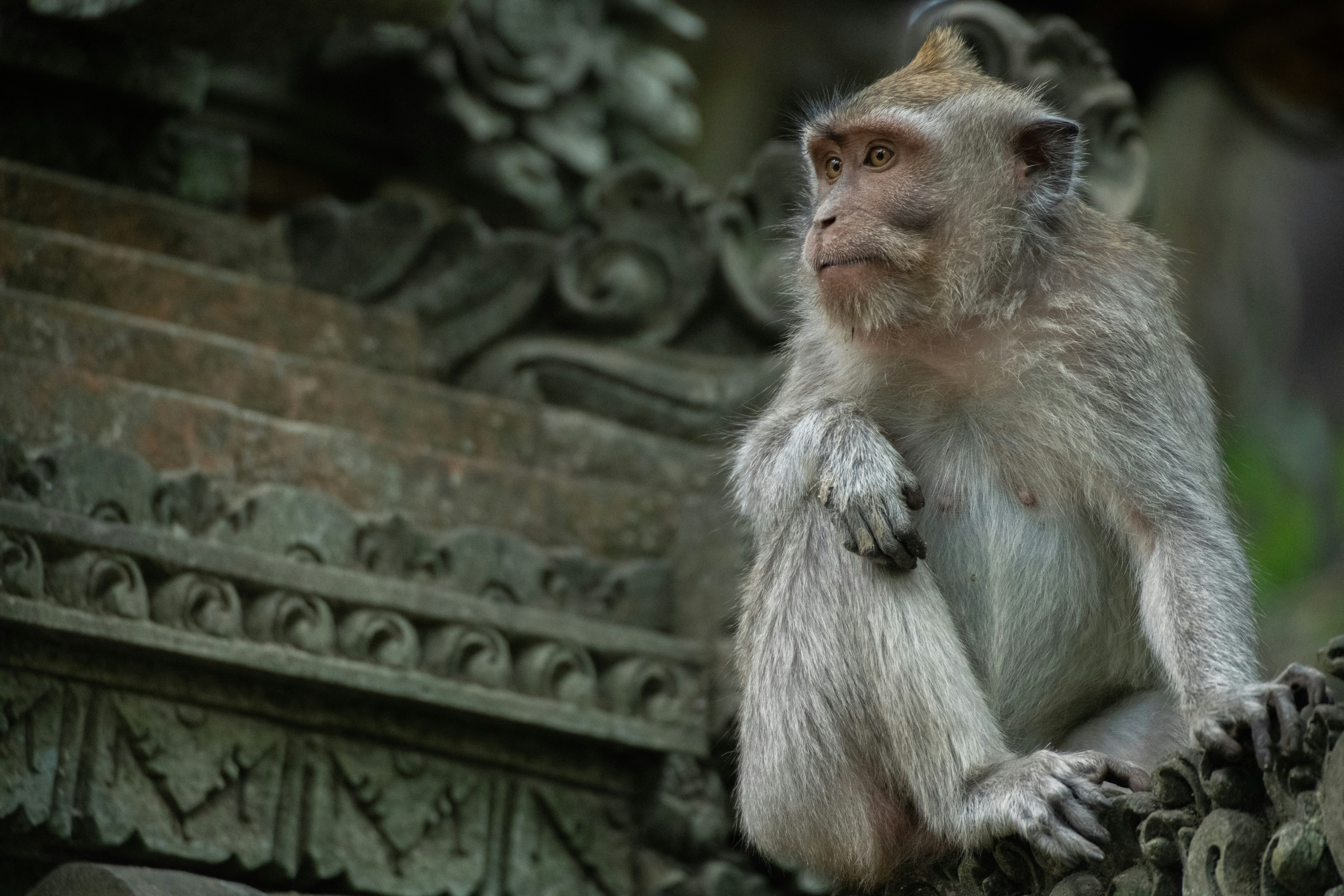 Ein Affe, der auf einer Steinmauer sitzt