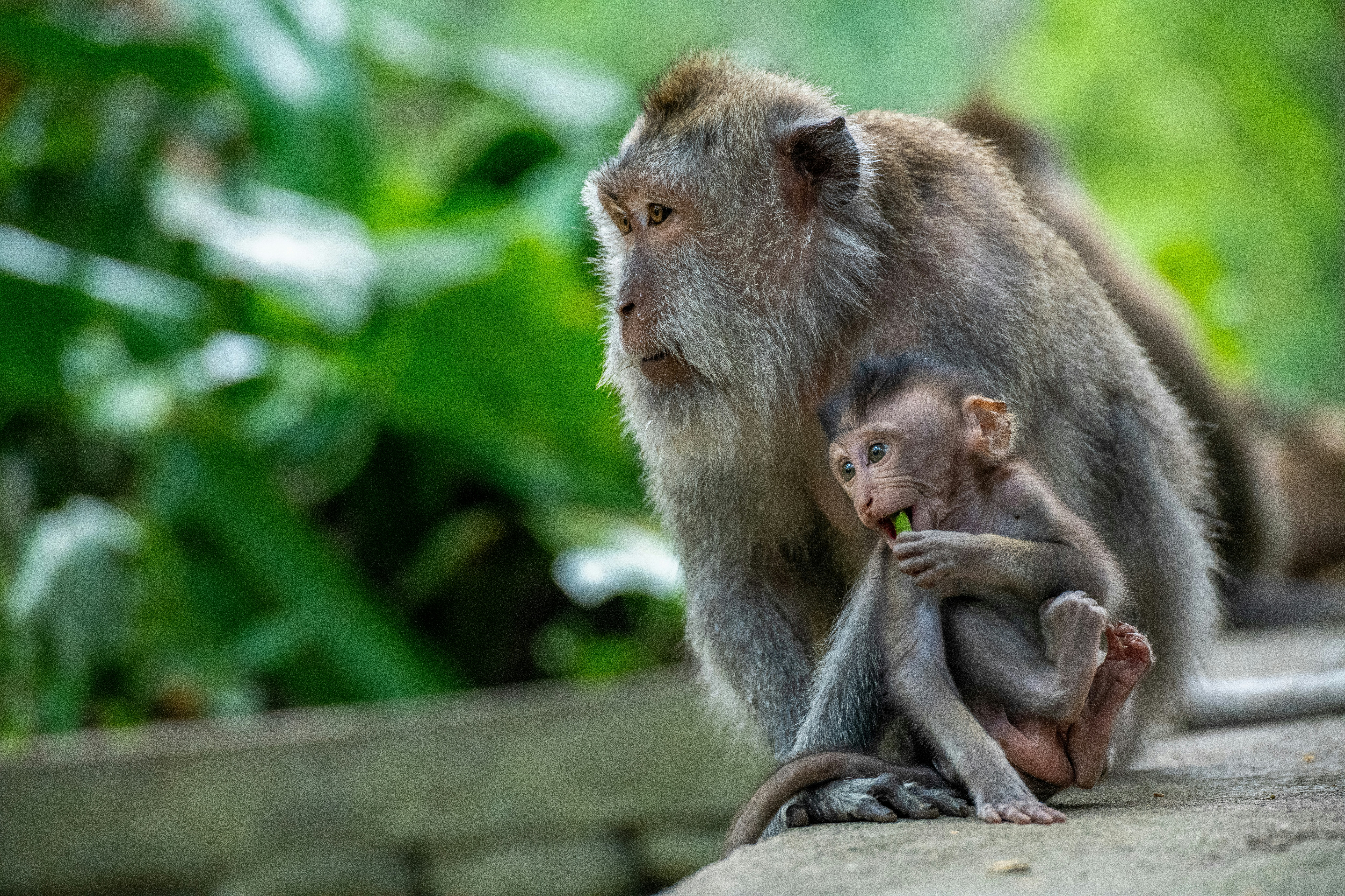 Eine Affenmutter hält ein Affenbaby auf einem Felsen