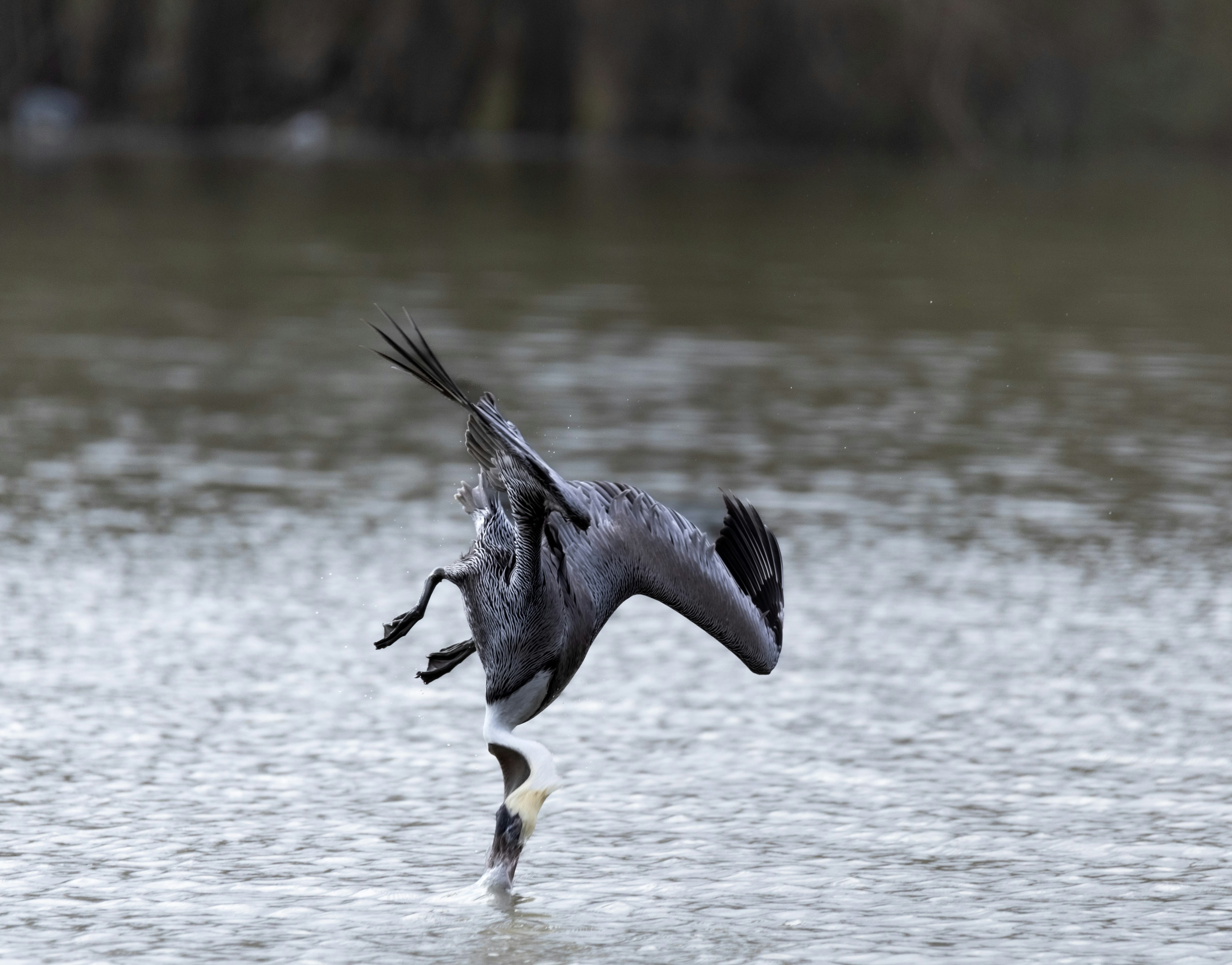 A large bird flying over a body of water