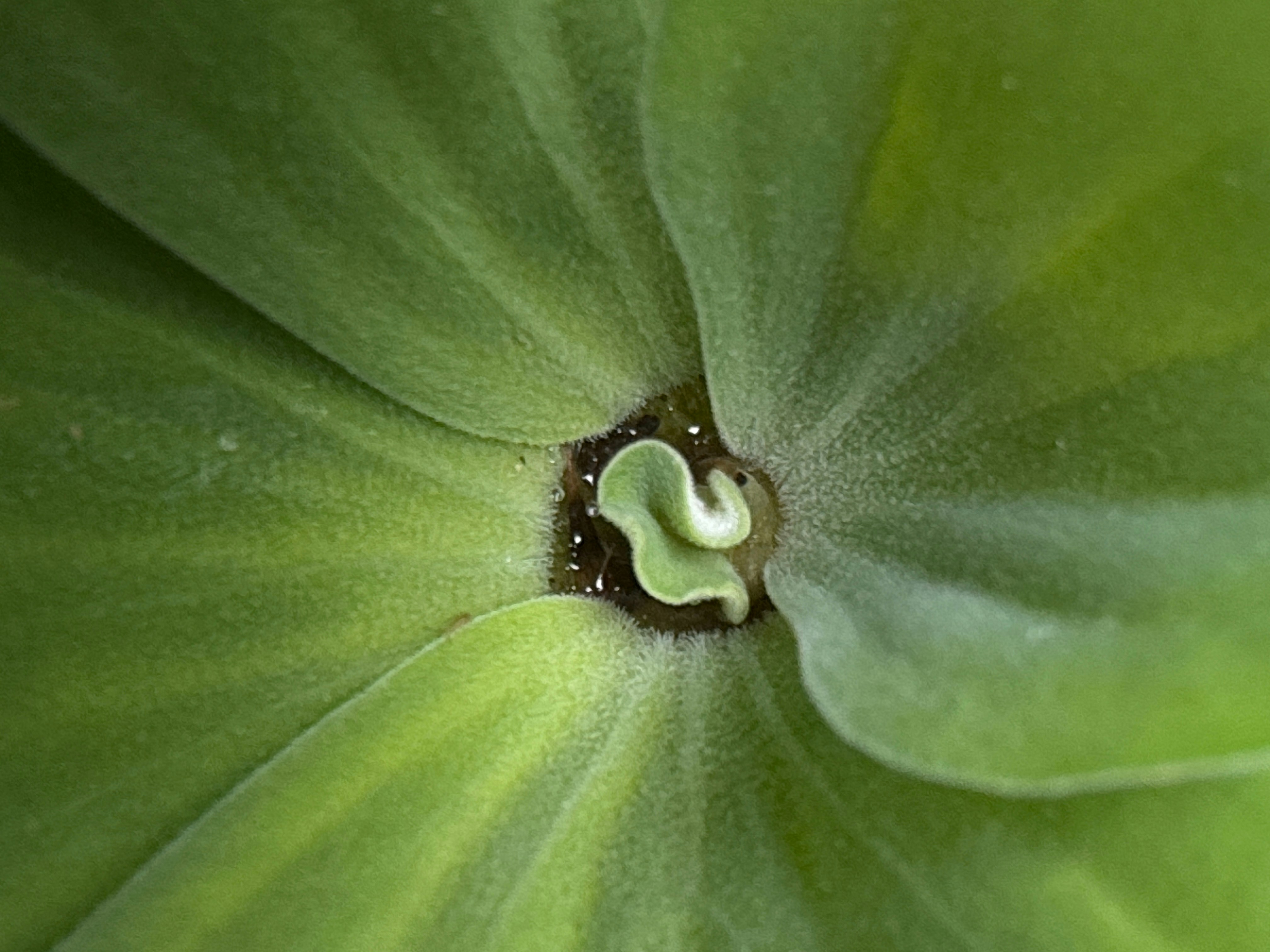 A close up view of the center of a green flower