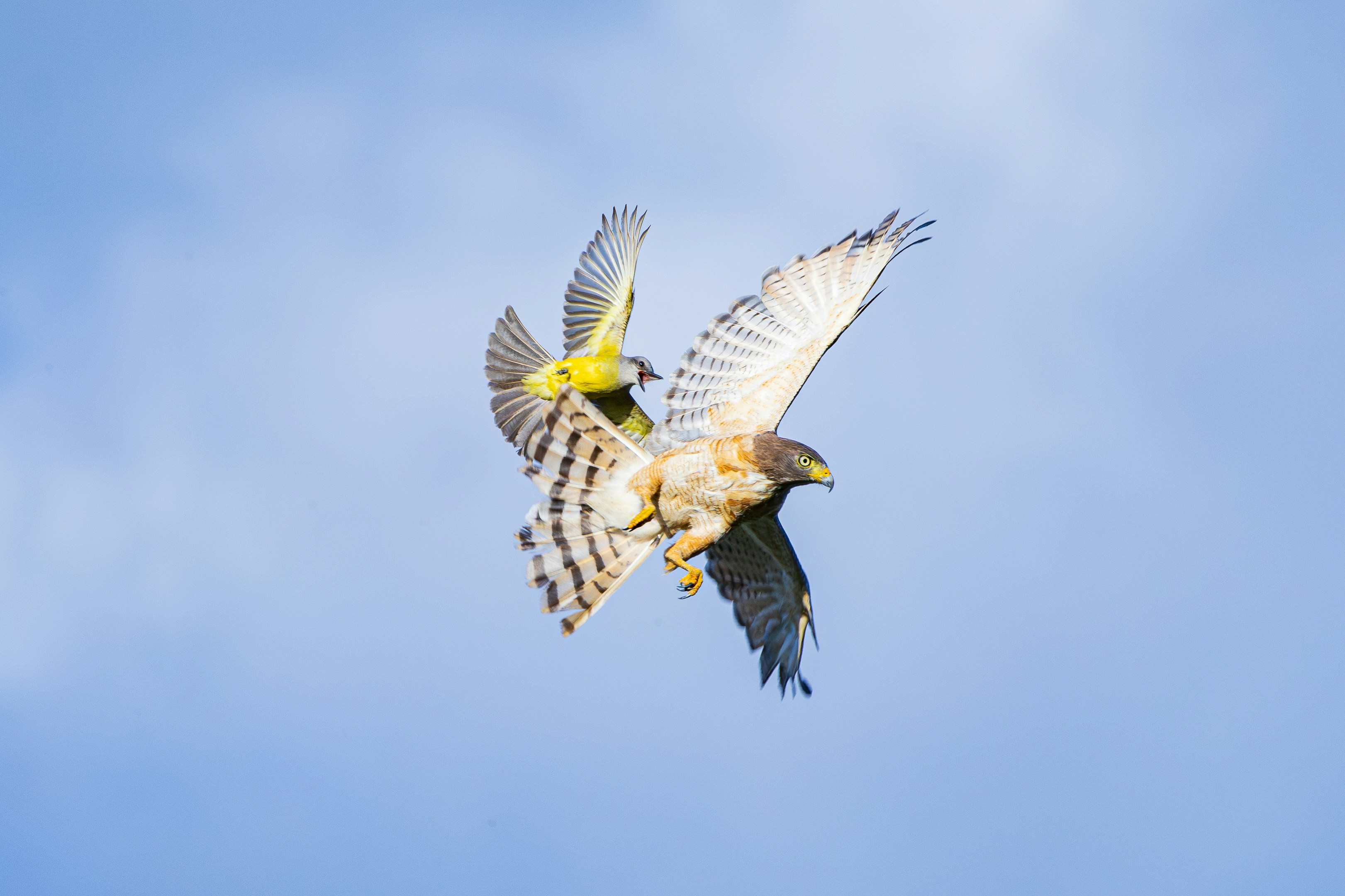 Photo by matheuskprot