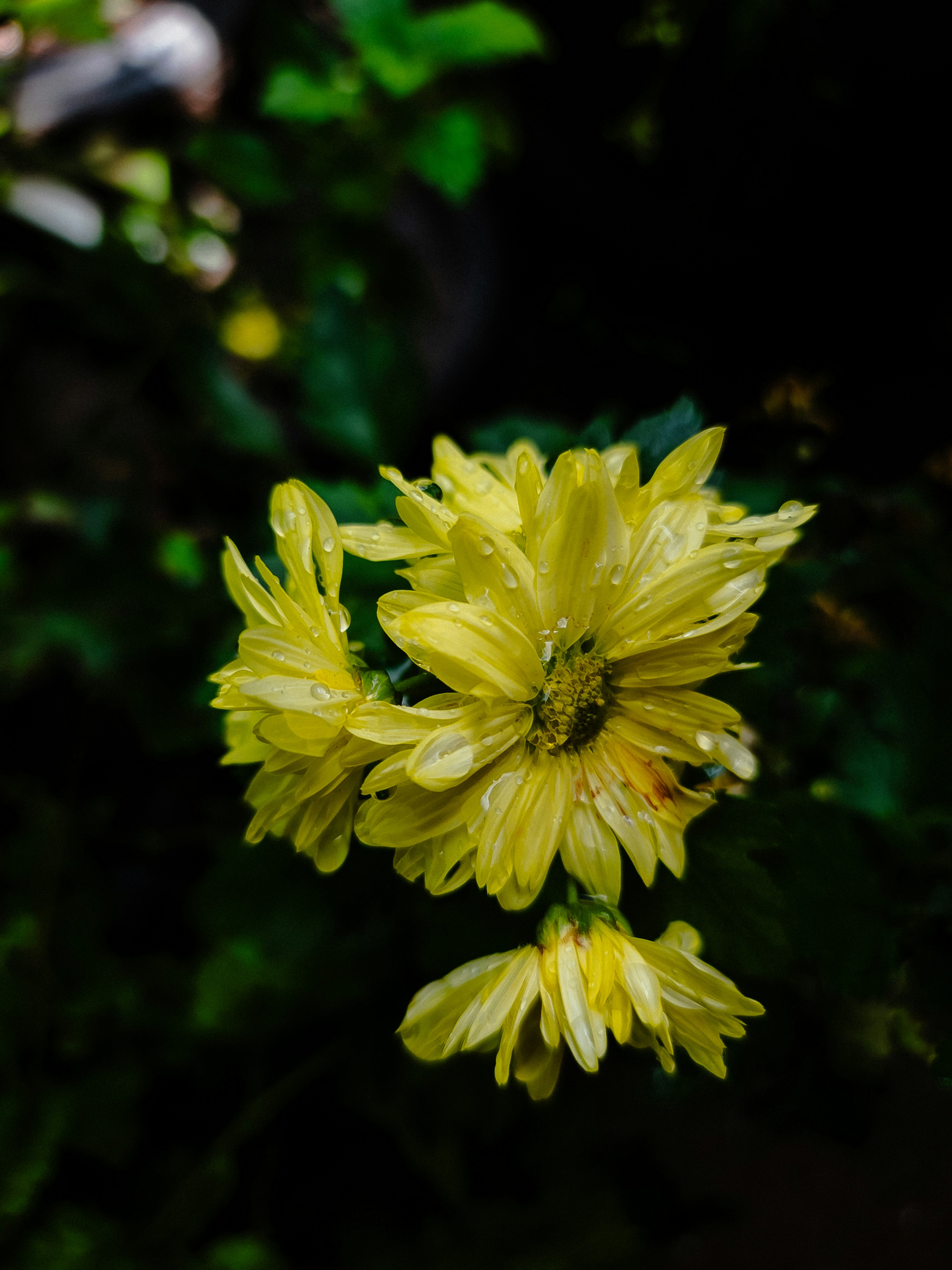 Photo by jafeth_diaz