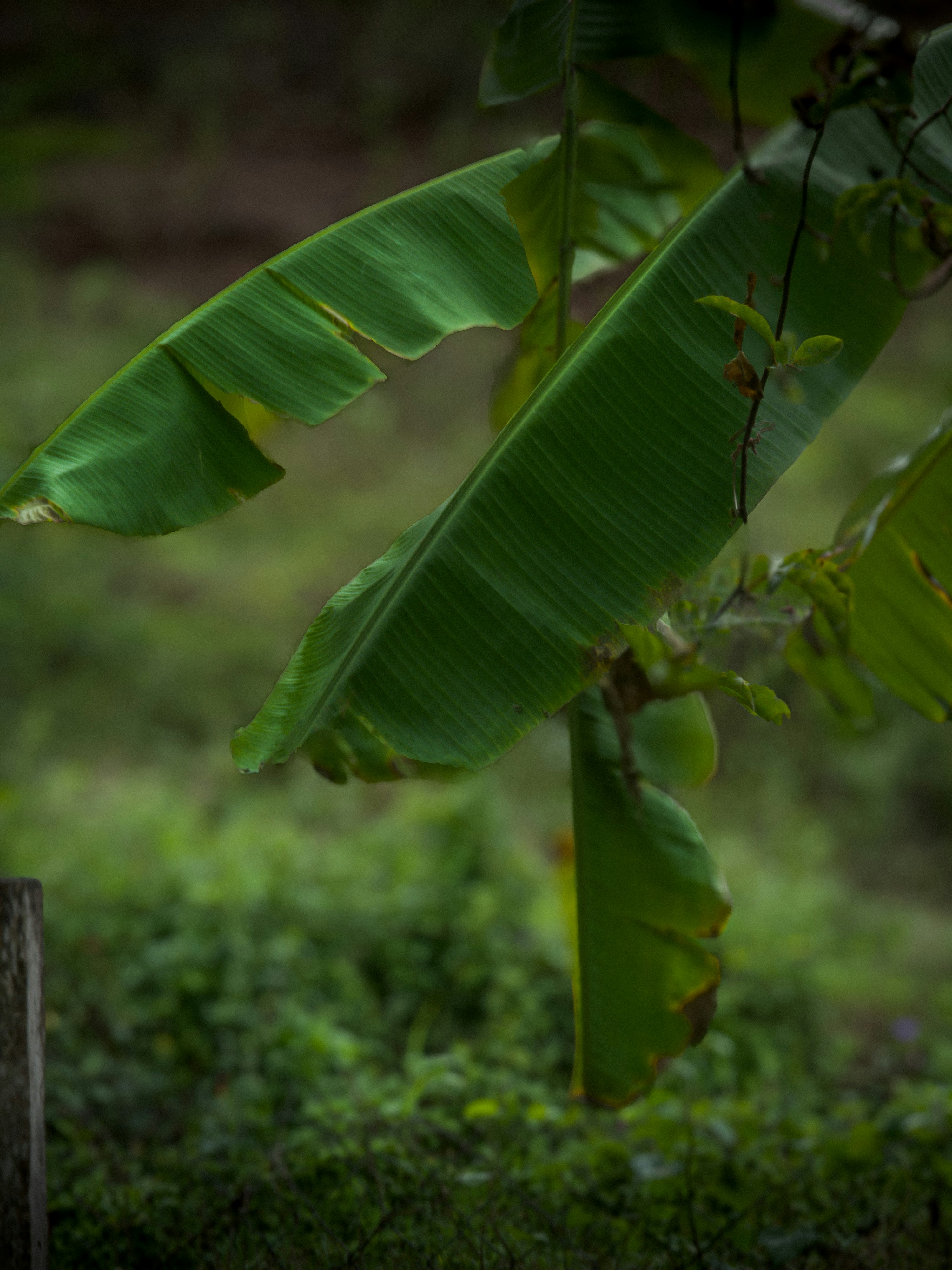 Photo by jafeth_diaz