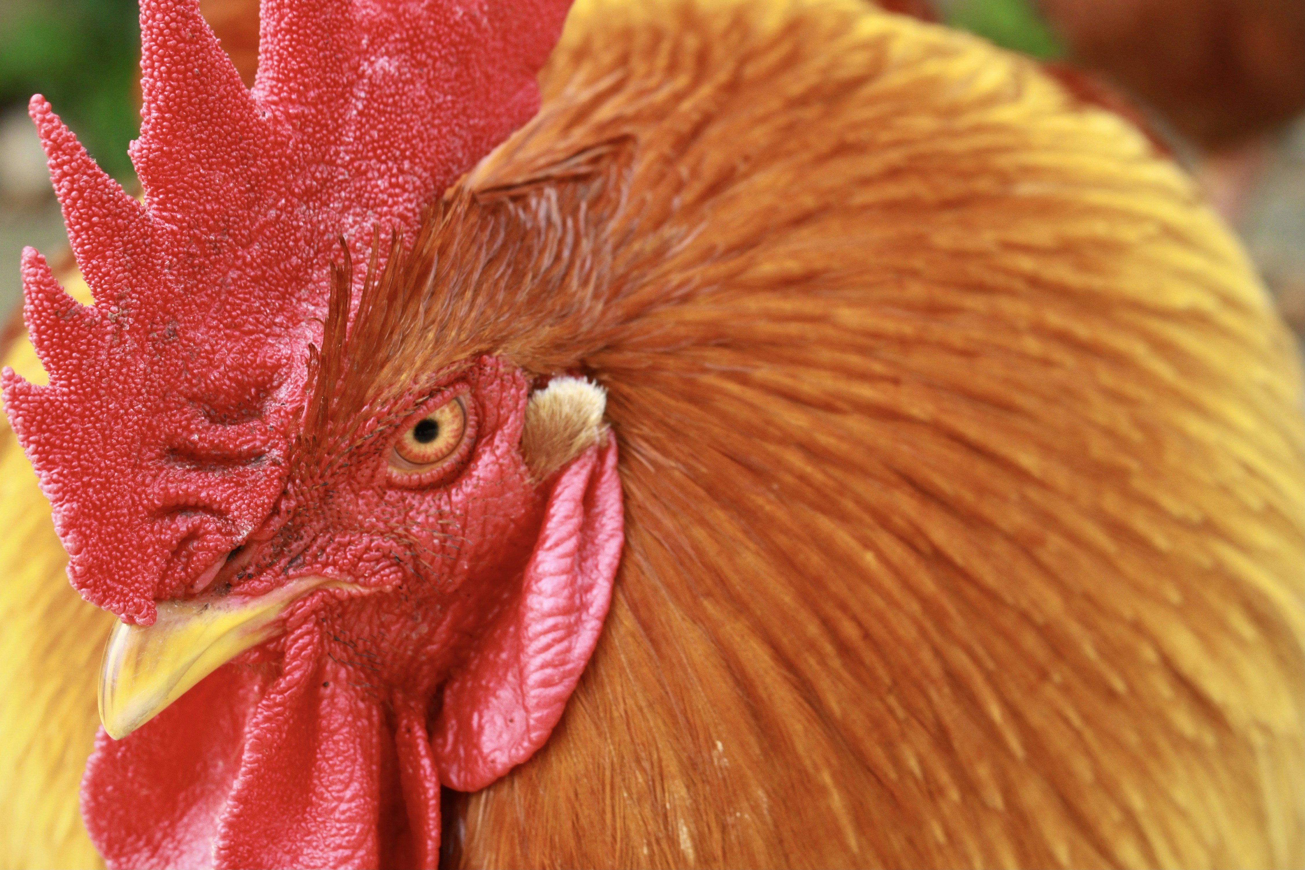 A close up of a rooster with a red comb