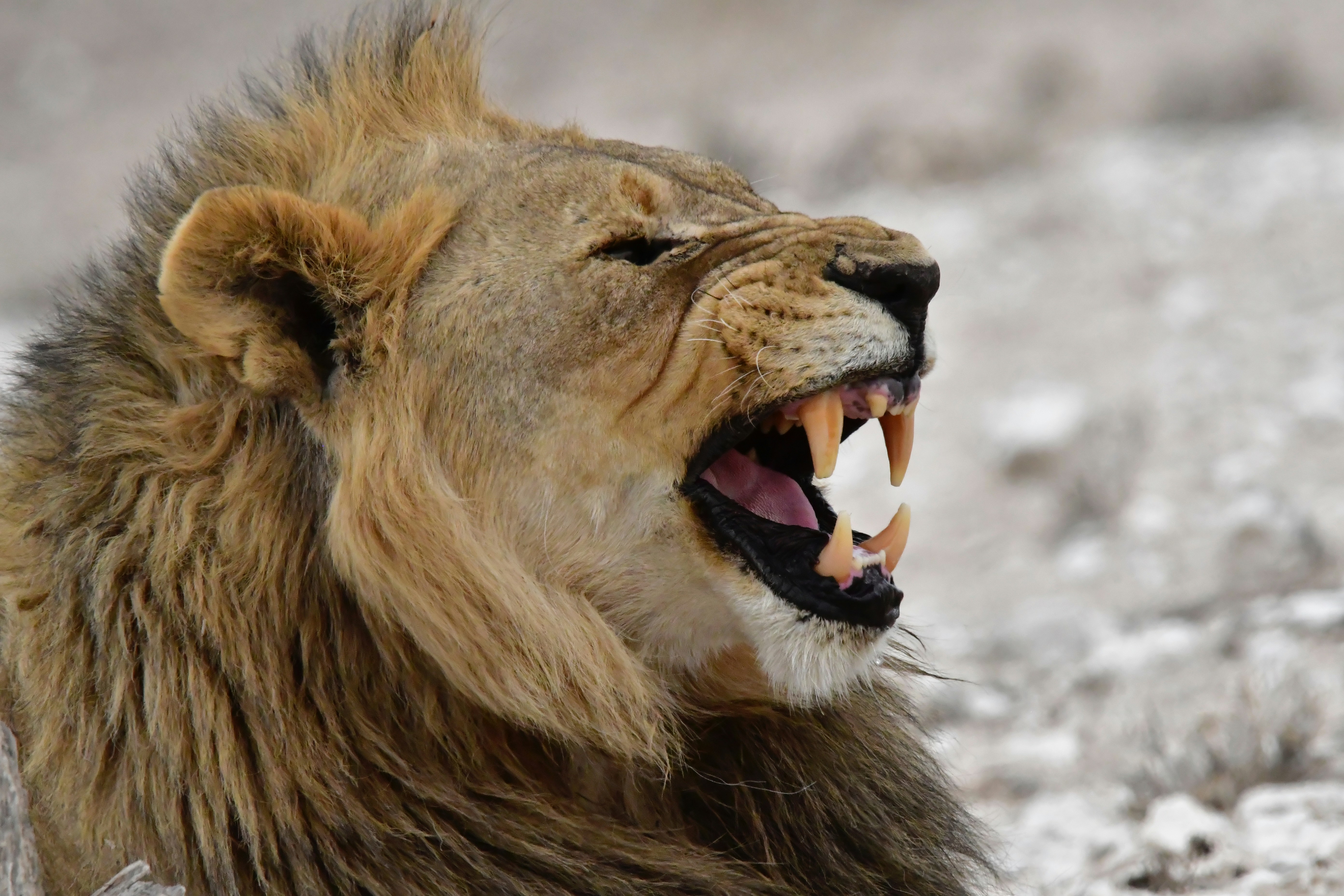 Photo by claudia18120