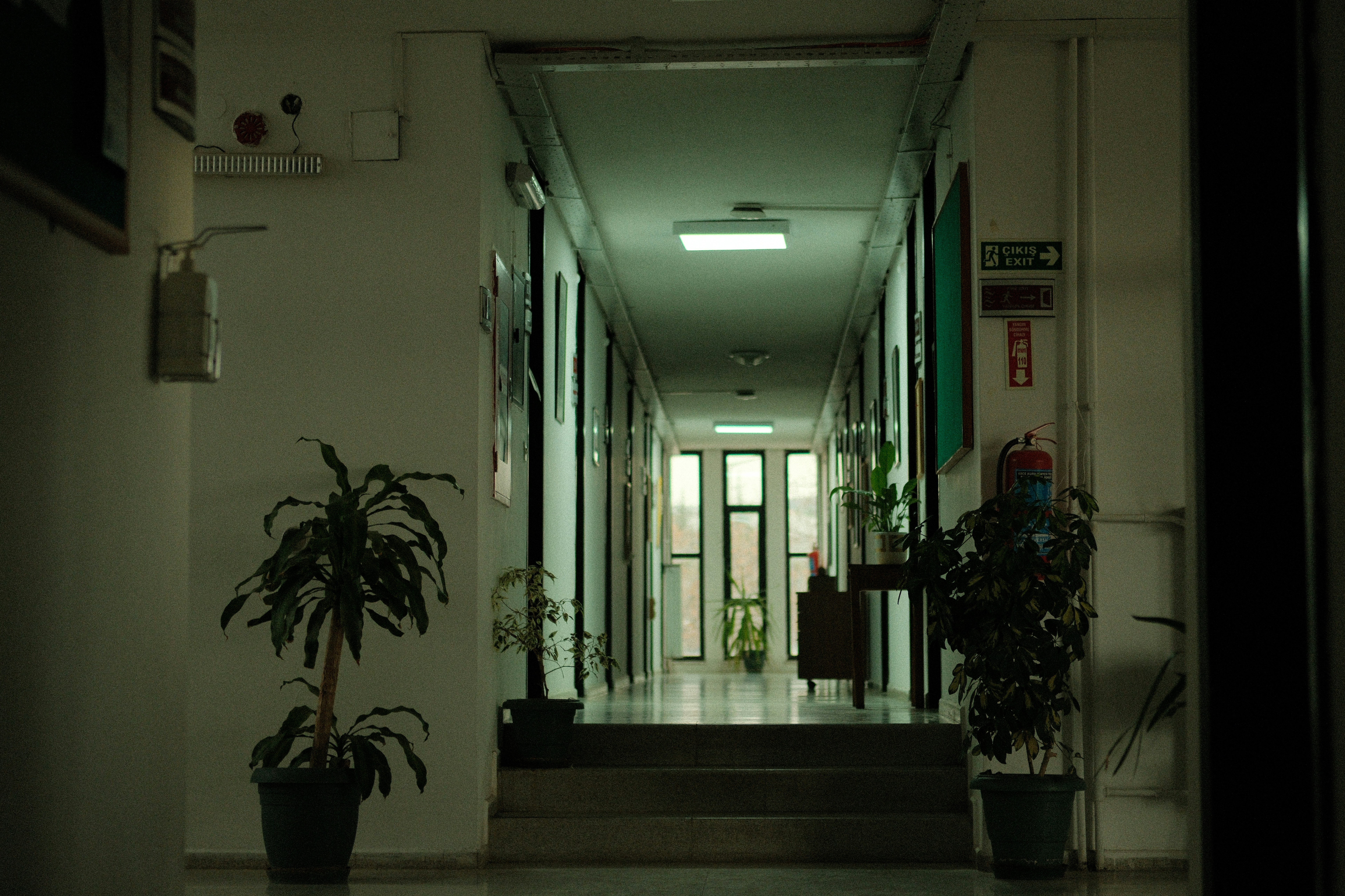 A hallway with a plant in the middle of it