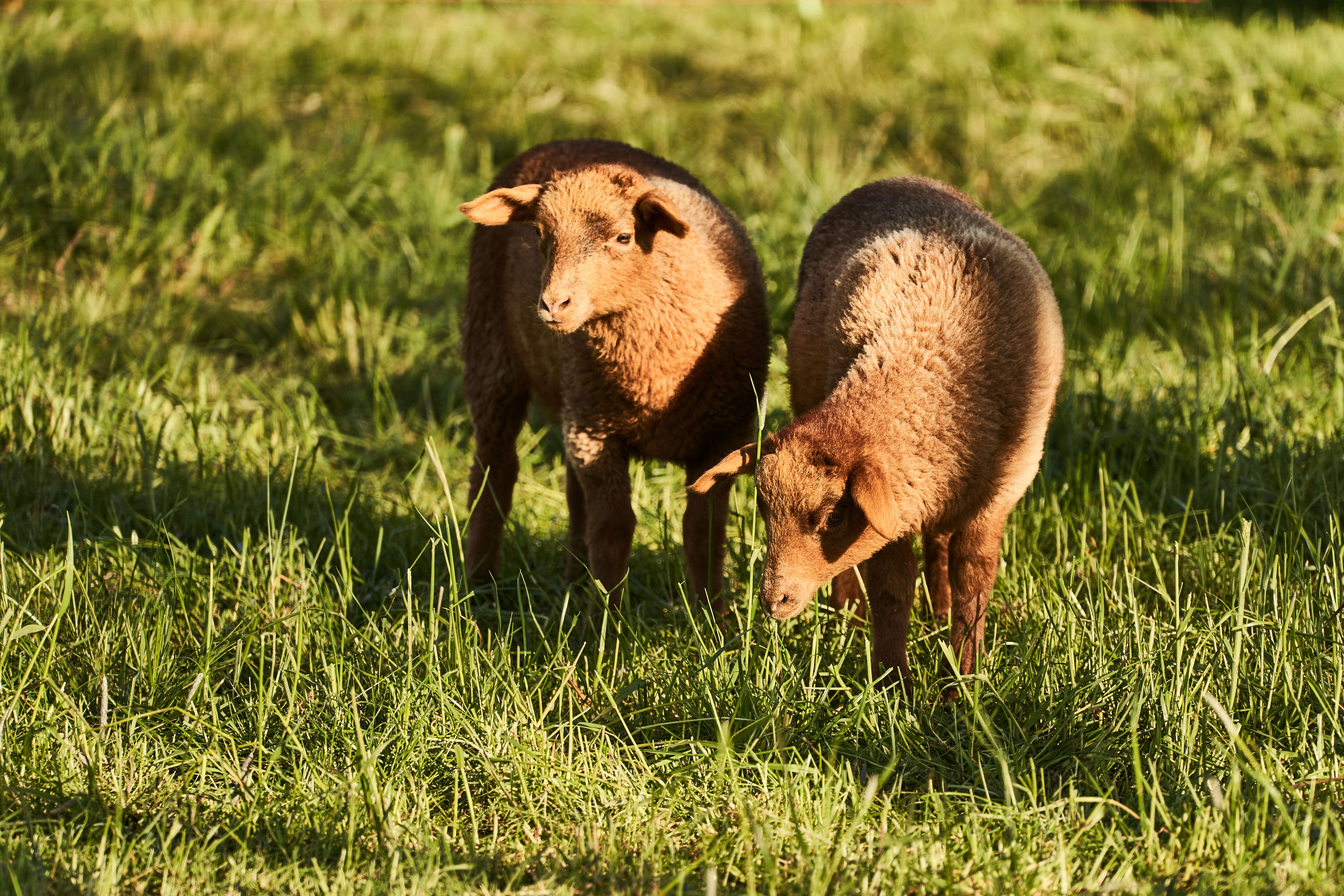 Photo by wolfgang_hasselmann