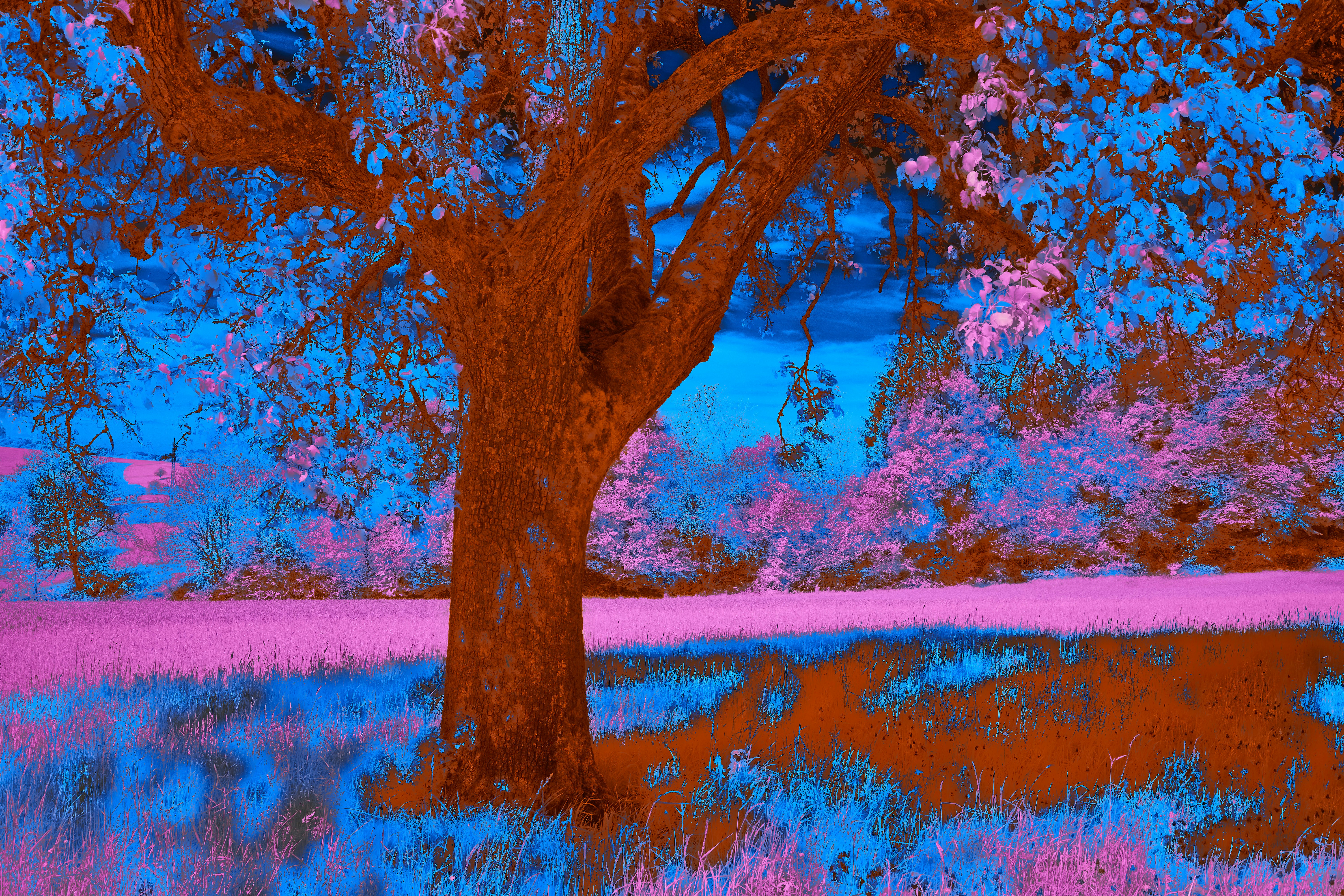 Photo by wolfgang_hasselmann