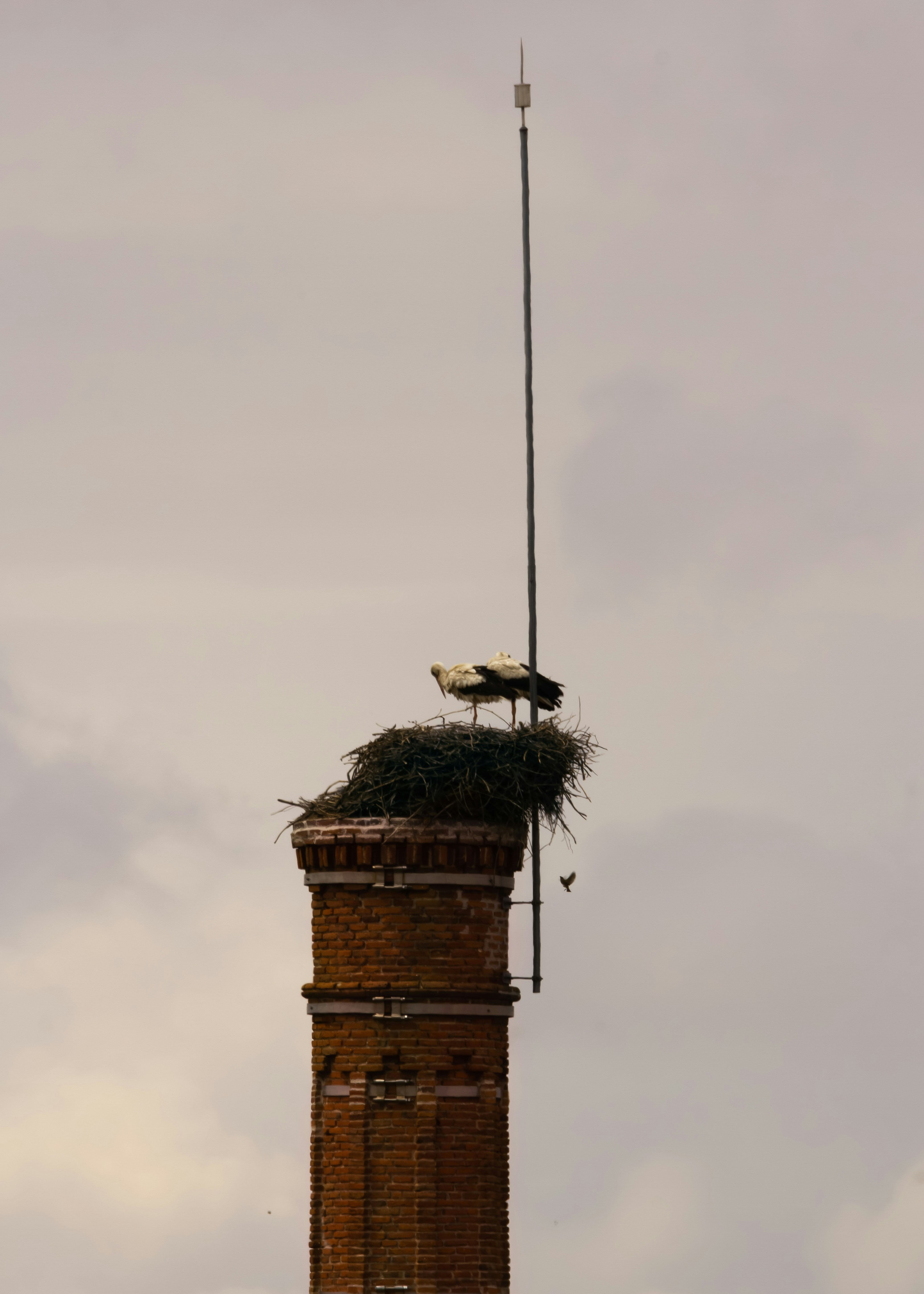 A tall tower with a bird nest on top of it