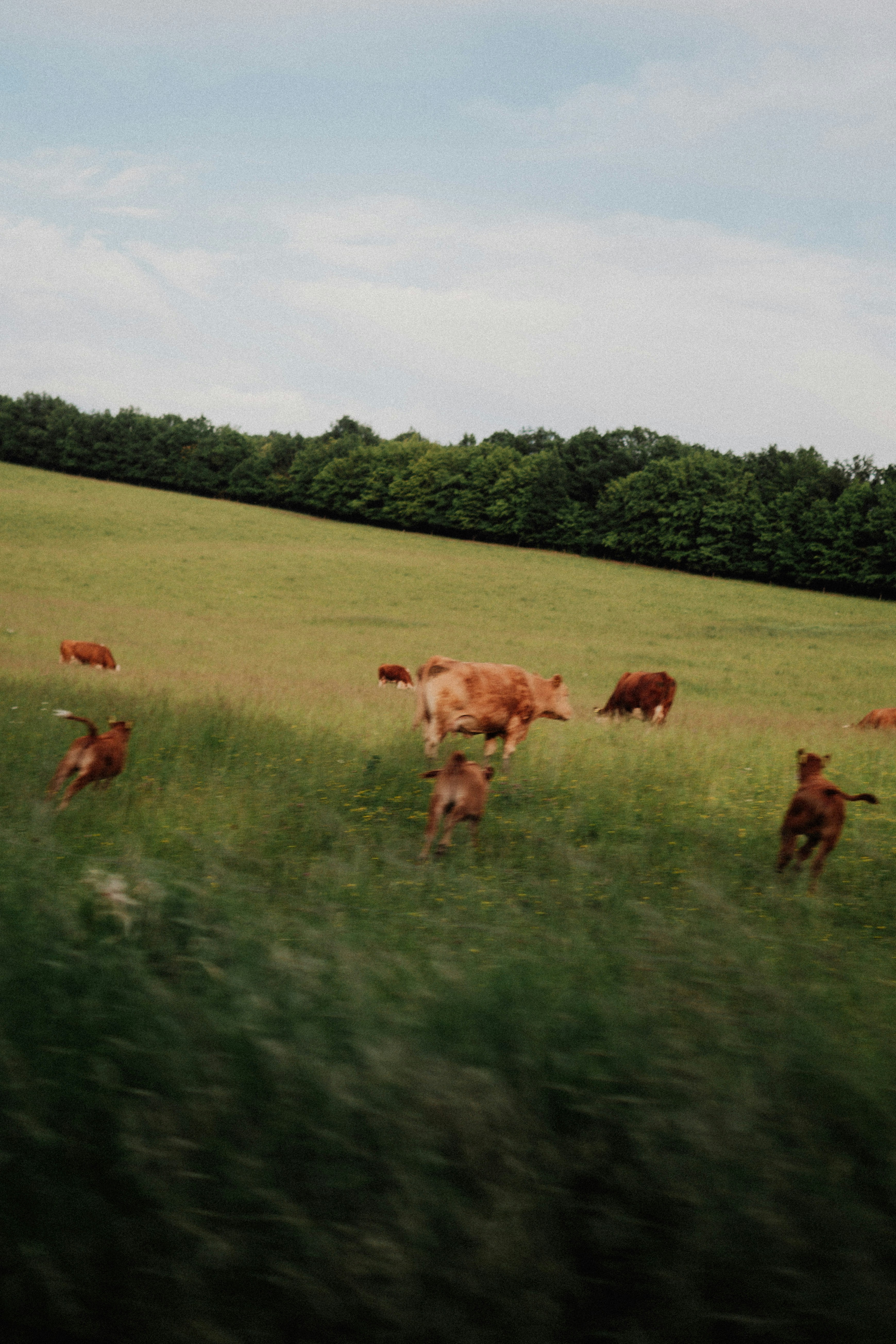 A herd of cattle standing on top of a lush green field