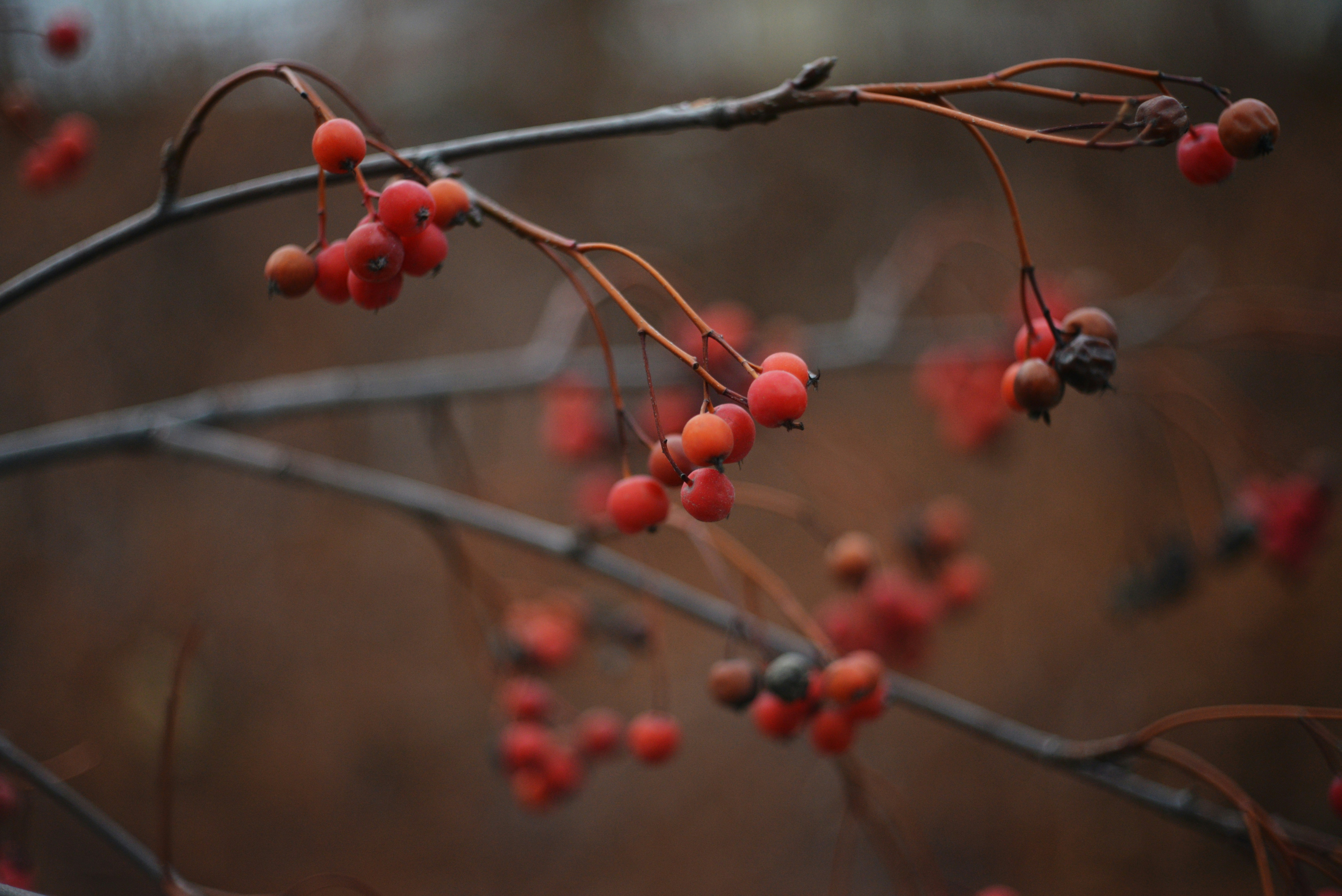 Photo by cherstve_pechivo