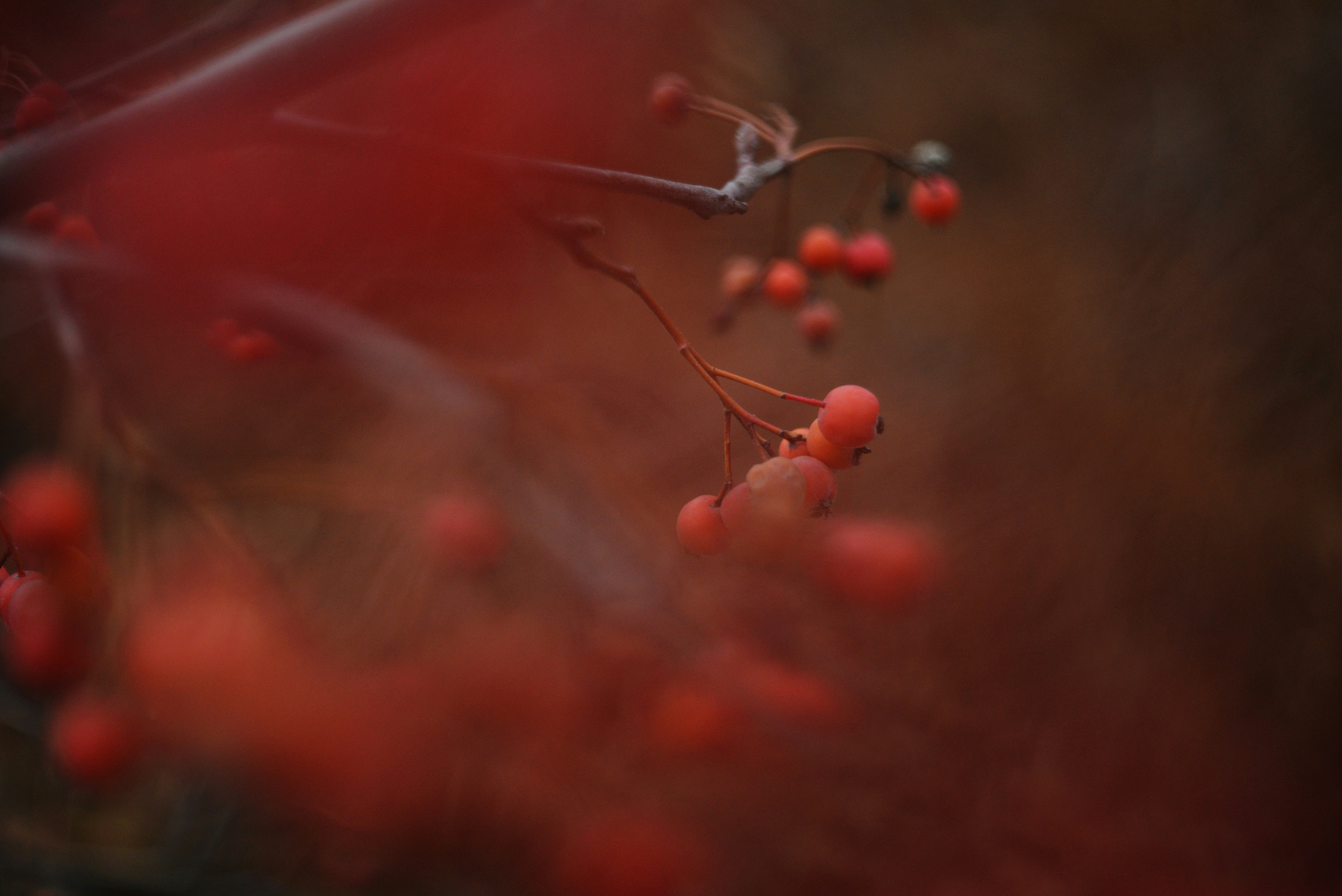 Photo by cherstve_pechivo