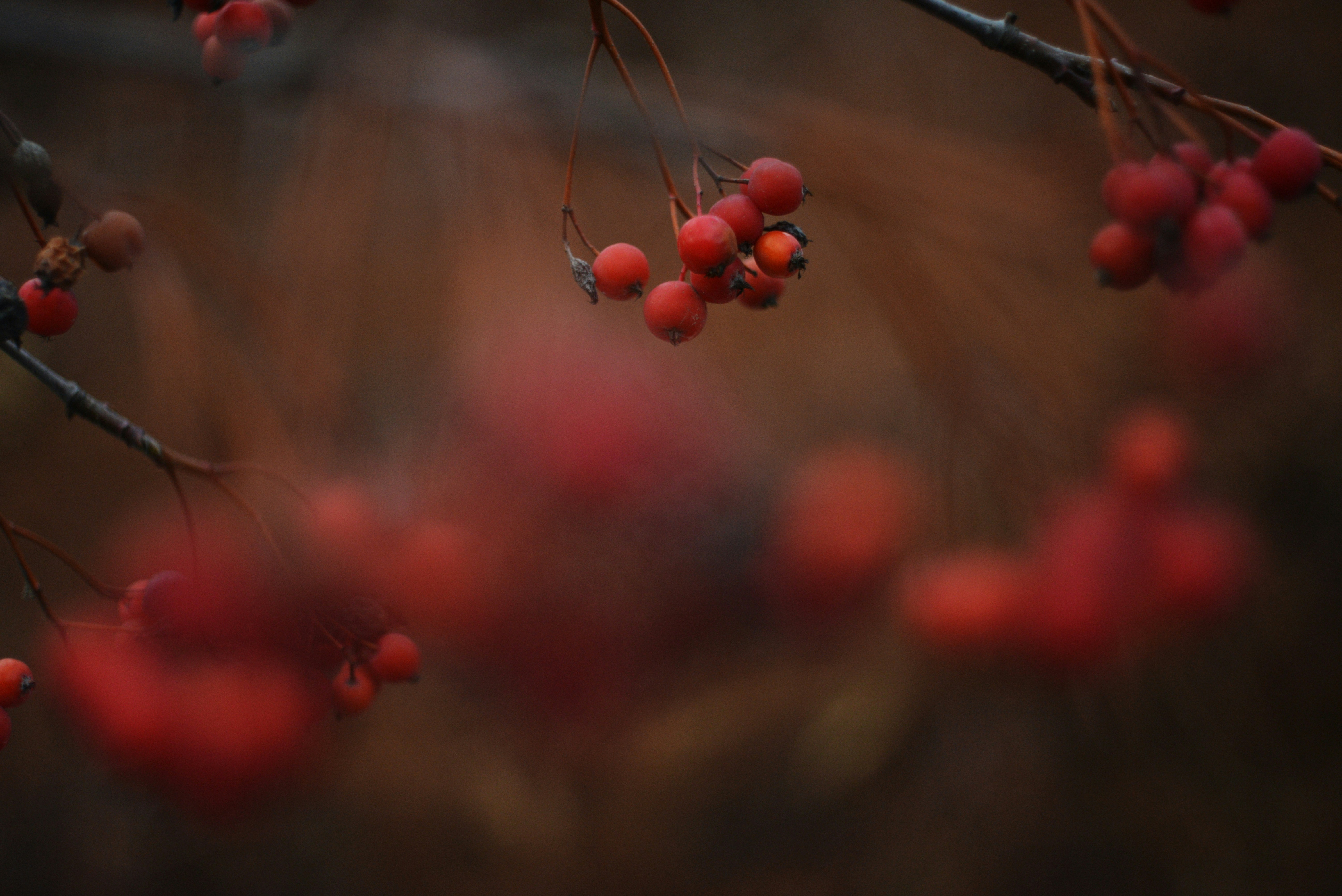 Photo by cherstve_pechivo