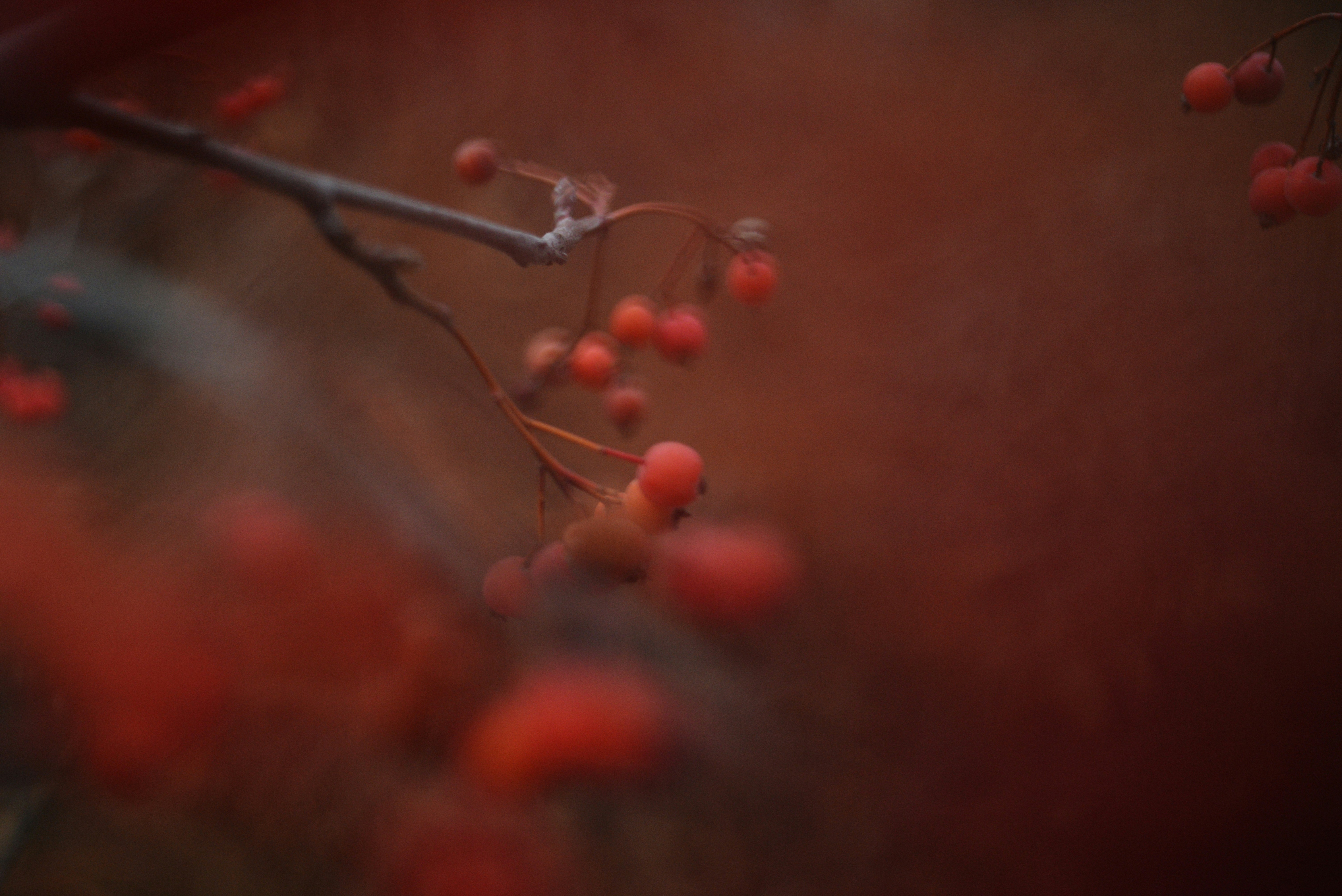 Photo by cherstve_pechivo