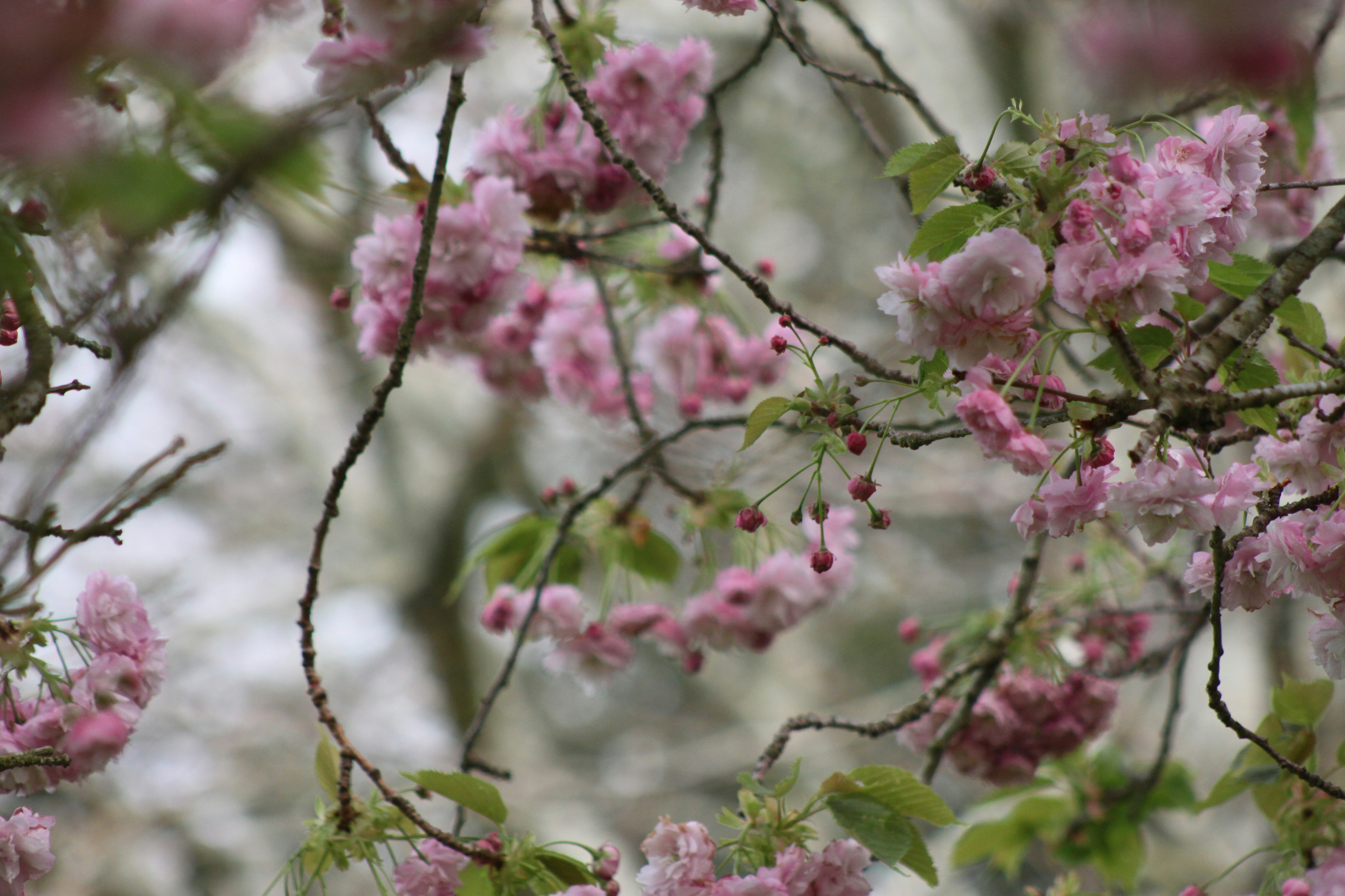 Photo by rubyphotography