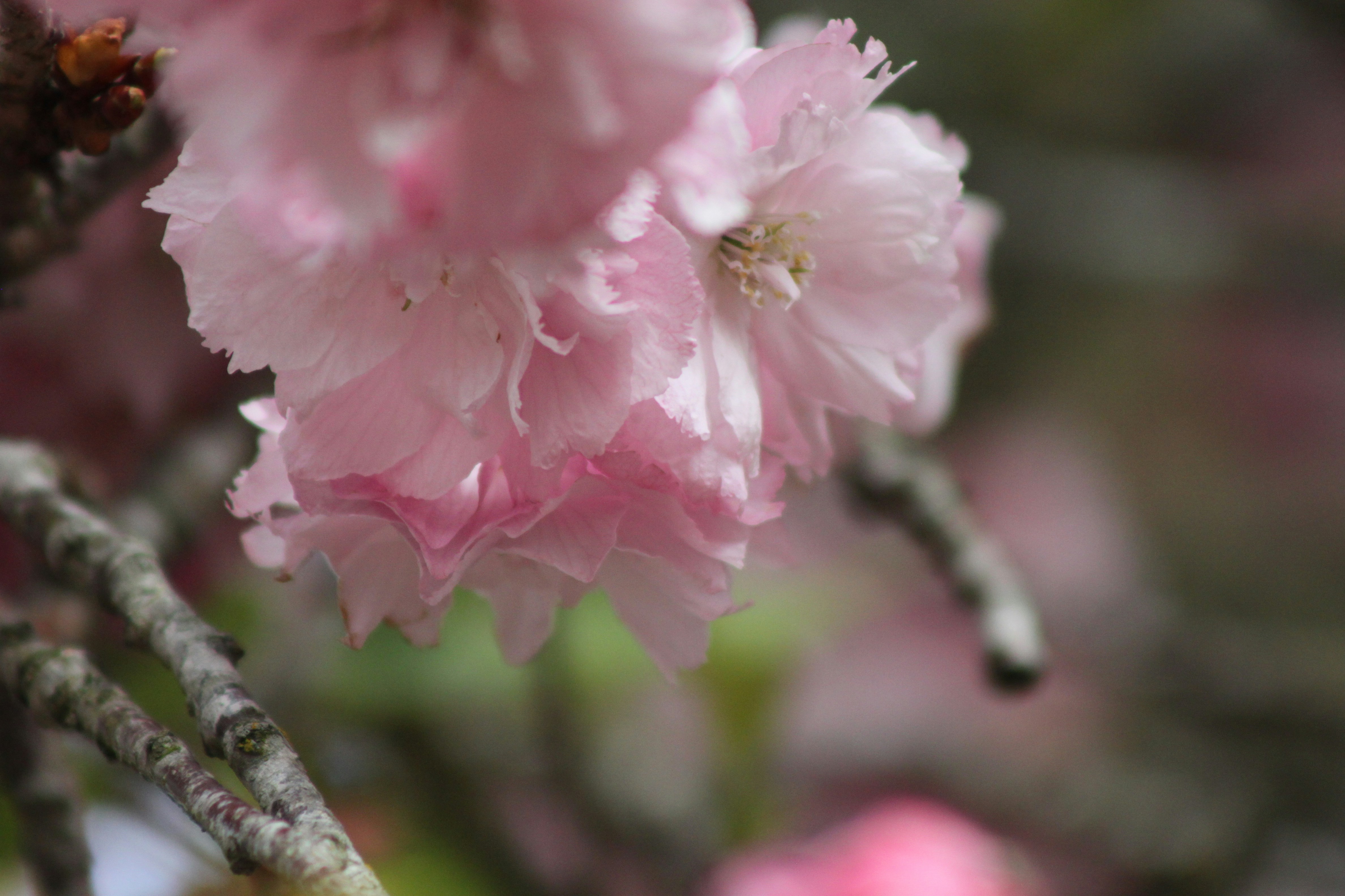 Photo by rubyphotography