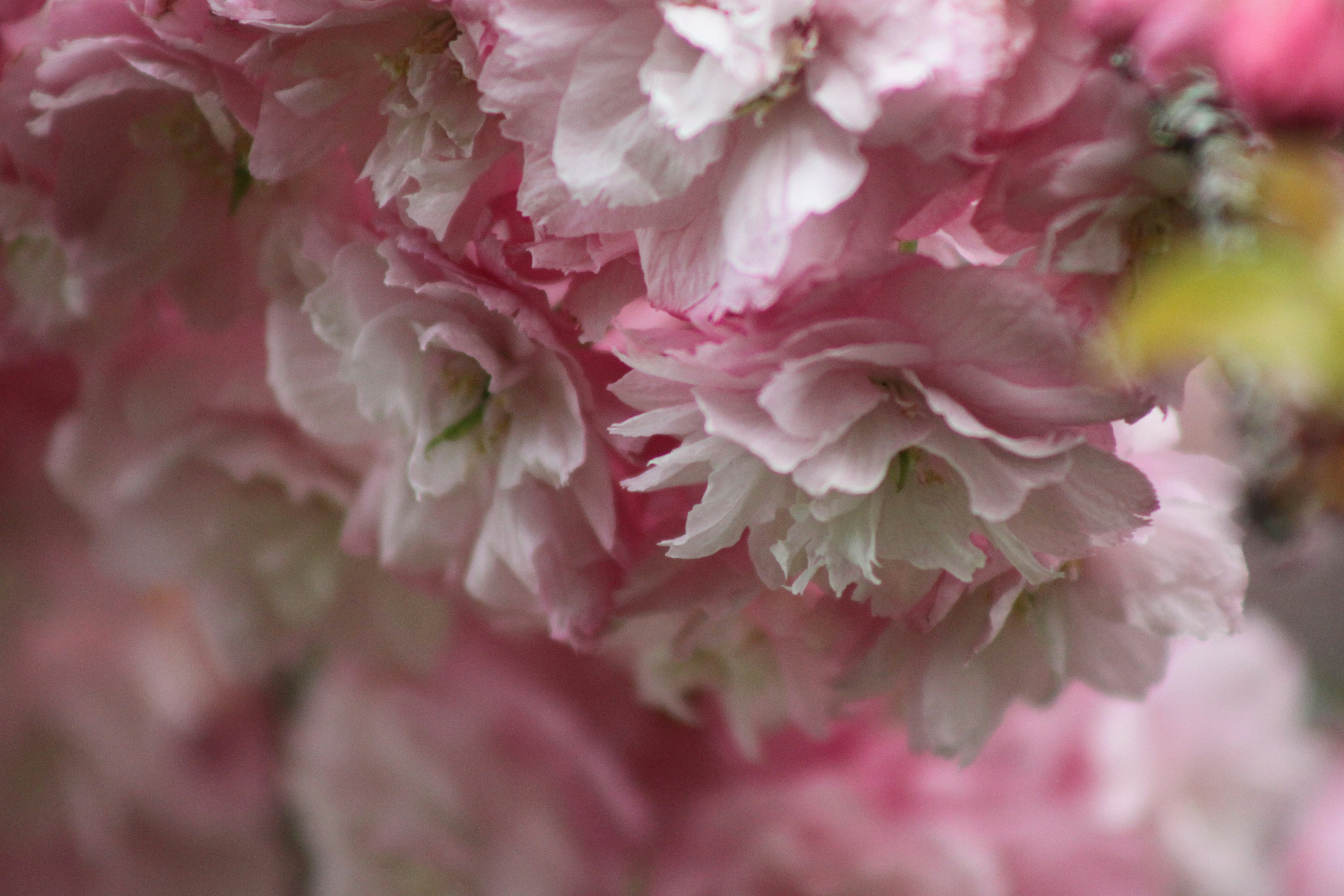 Photo by rubyphotography