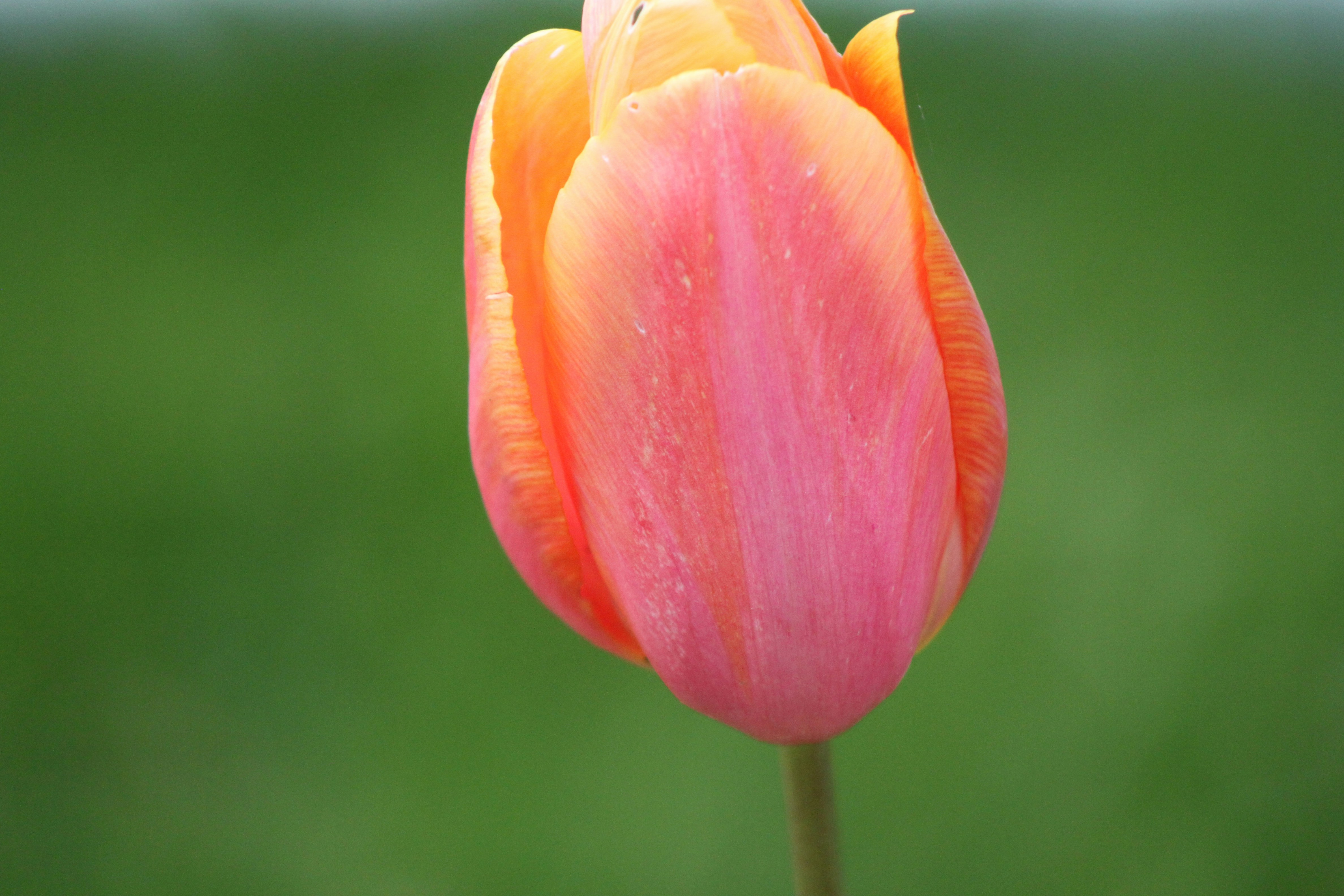 Photo by rubyphotography