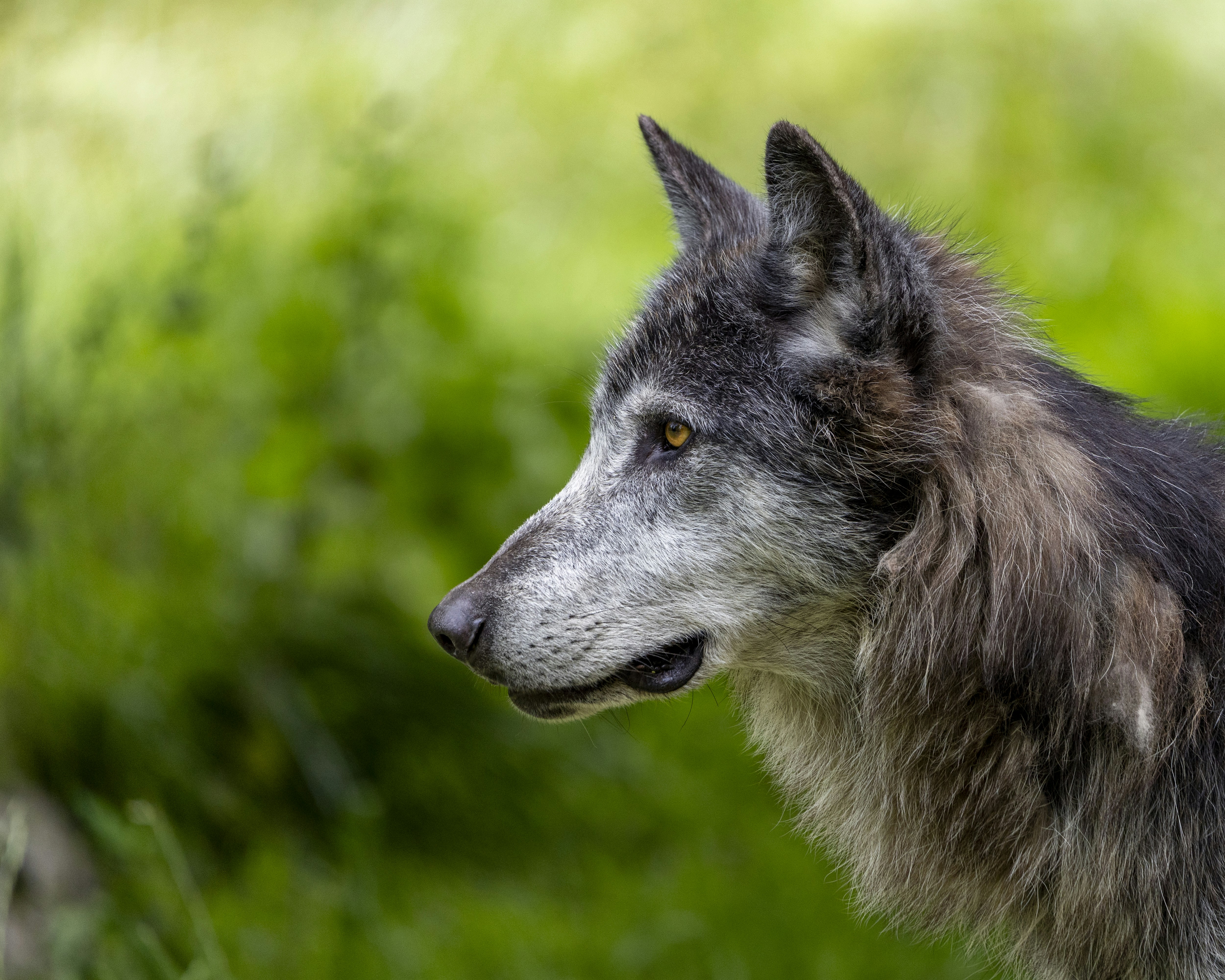 A close up of a dog with a blurry background