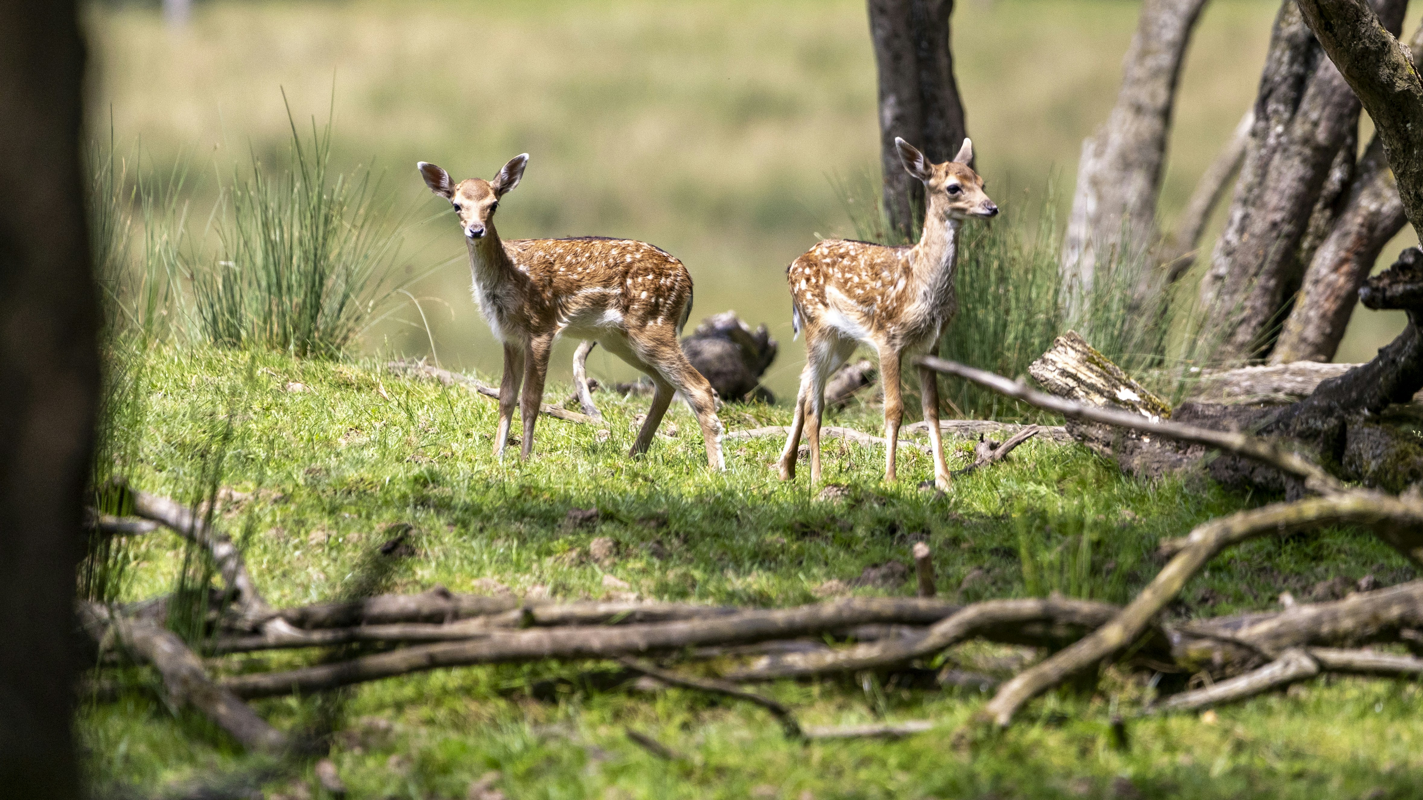 A couple of deer standing on top of a lush green field
