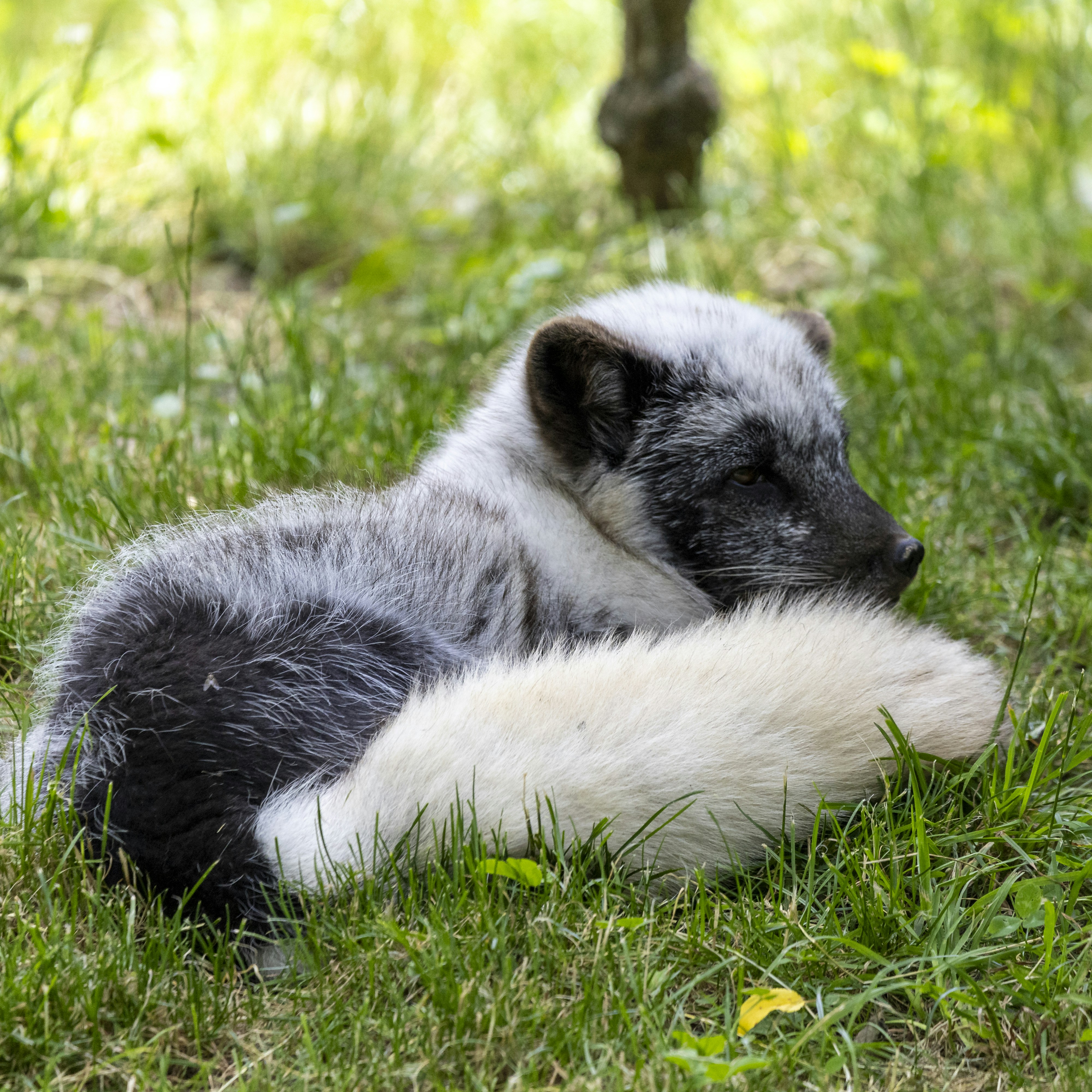 A small gray and white dog laying in the grass