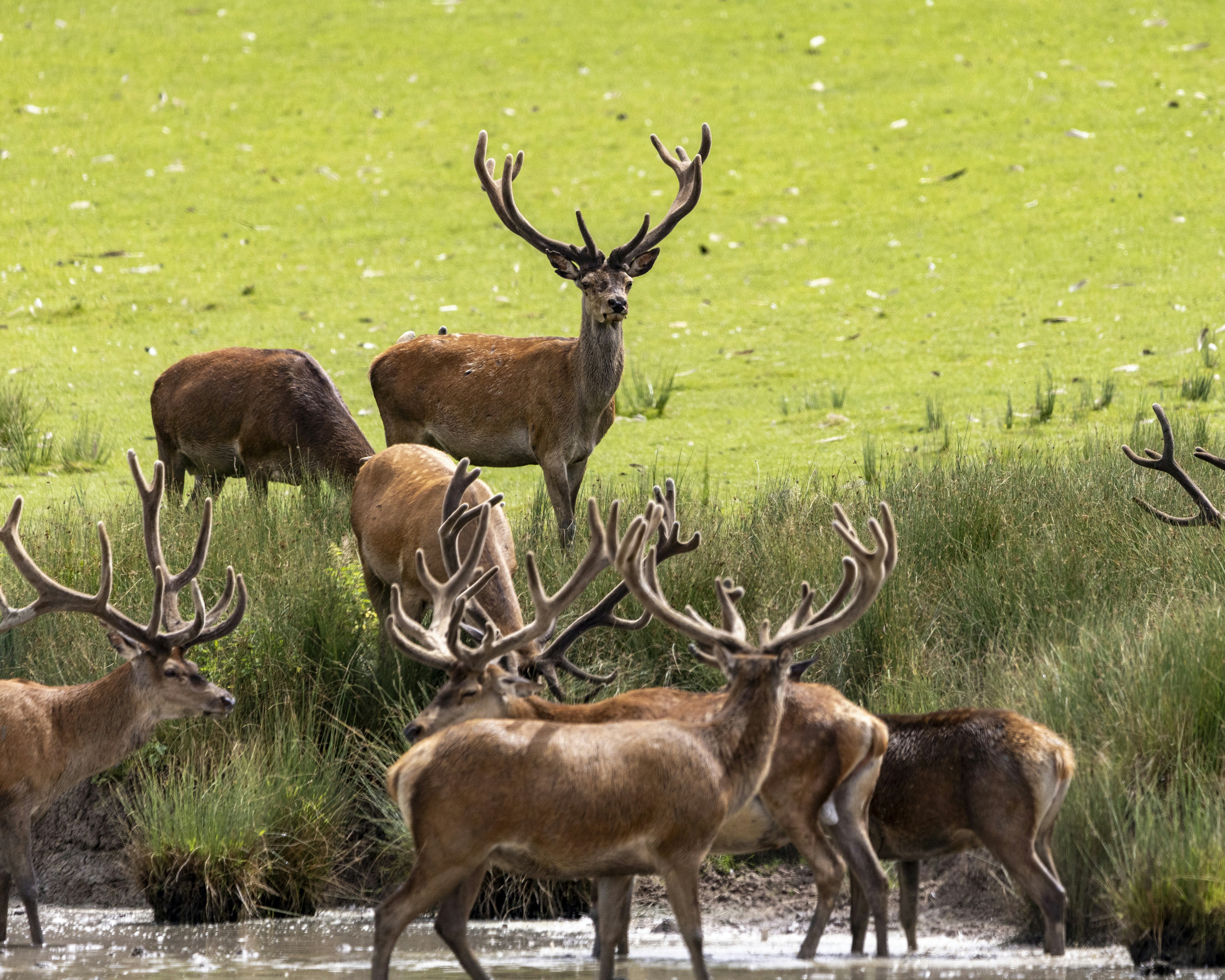 顔に傷がある「ブラックジャック」というアニメーションに登場する男の名前をしってますか。その名前が奈良公園のオスジカについているのです。ご覧ください縄張り争いで傷ついたその顔を見れば、激しかった戦いの様子が想像できます。, image size:3000x2400