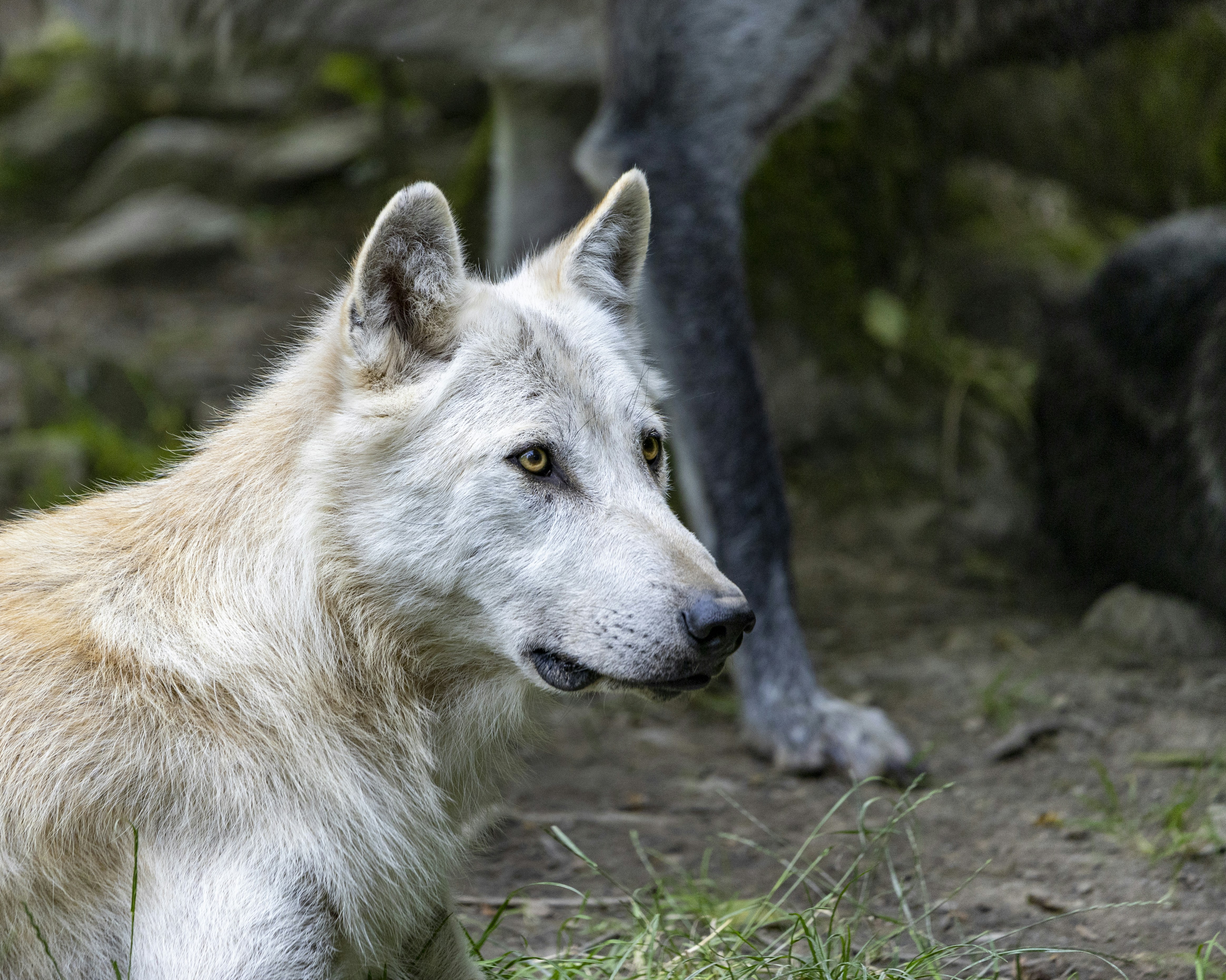 A white wolf standing next to a black wolf