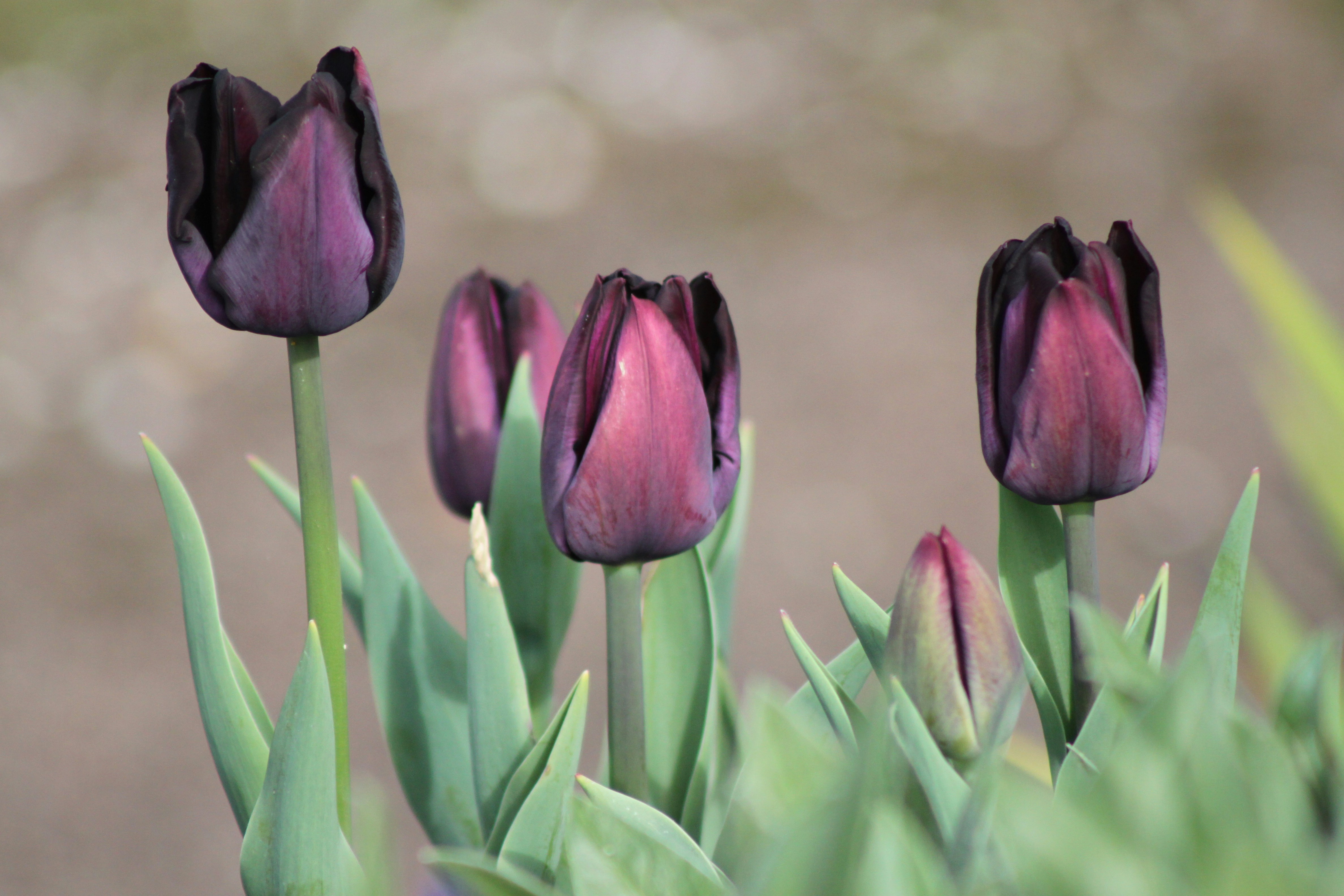 A group of purple tulips in a garden