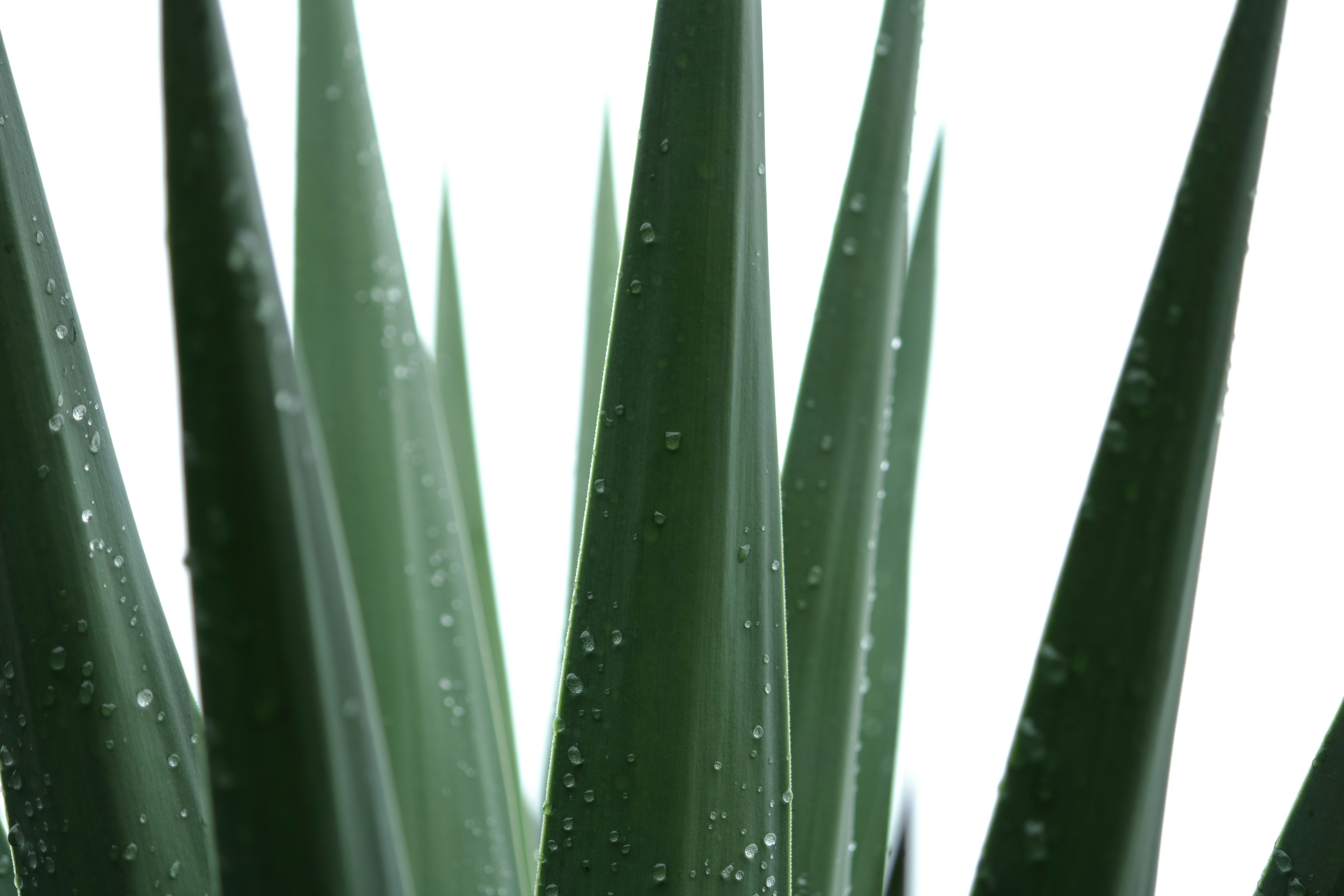 알로에베라 효능