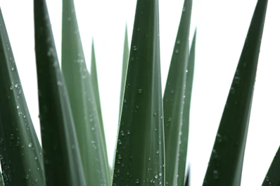 A close up of a green plant with drops of water on it
